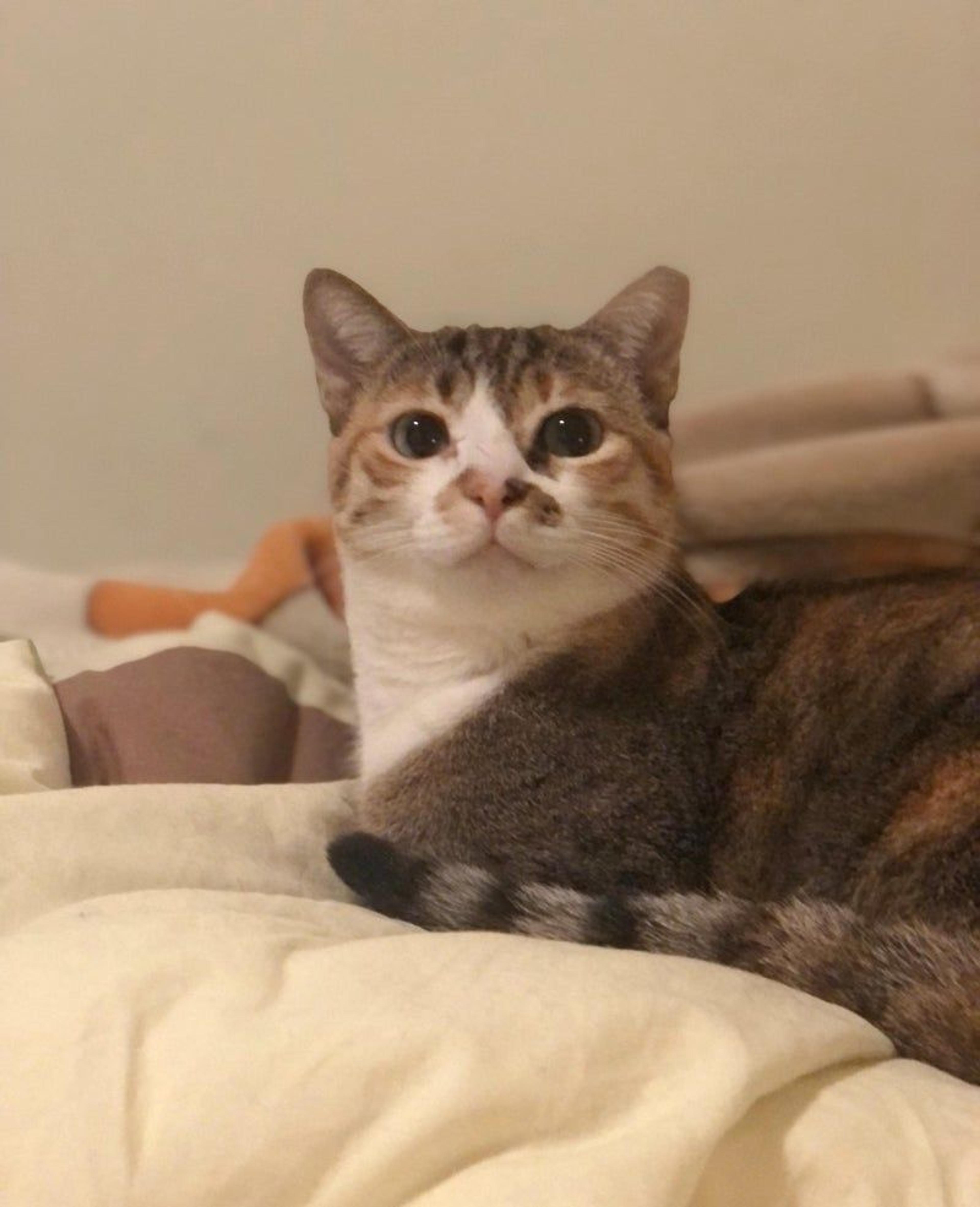 pet-image-3