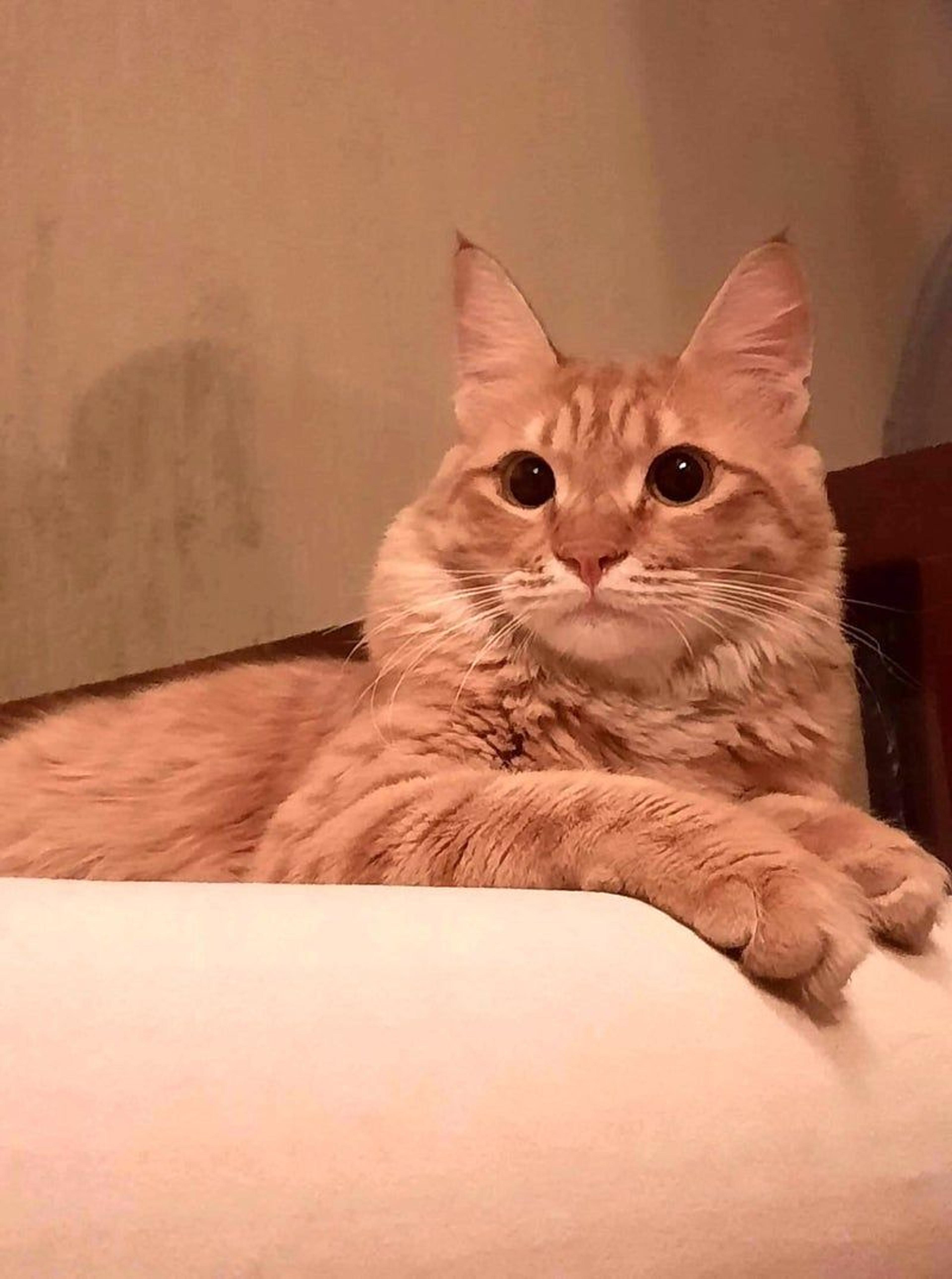 pet-image-2