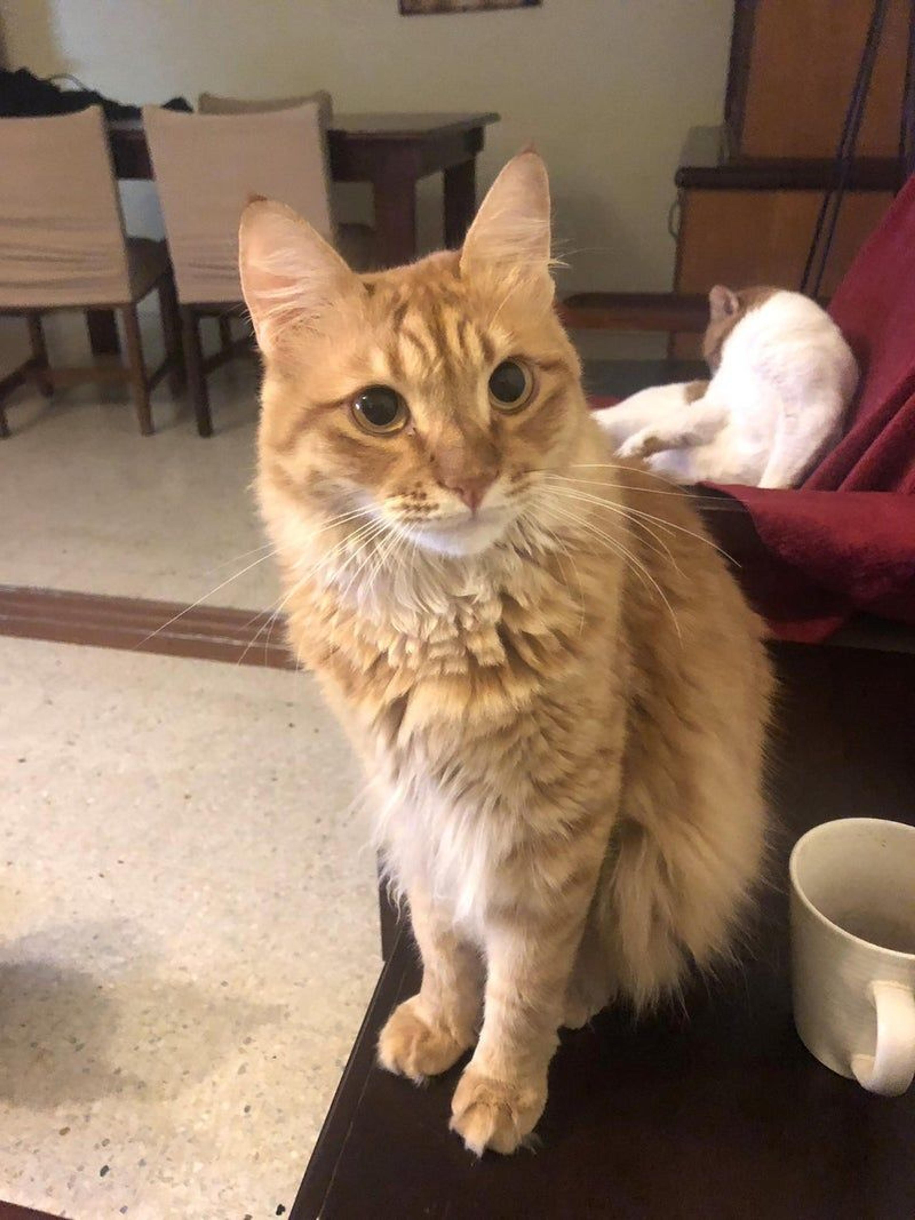 pet-image-3