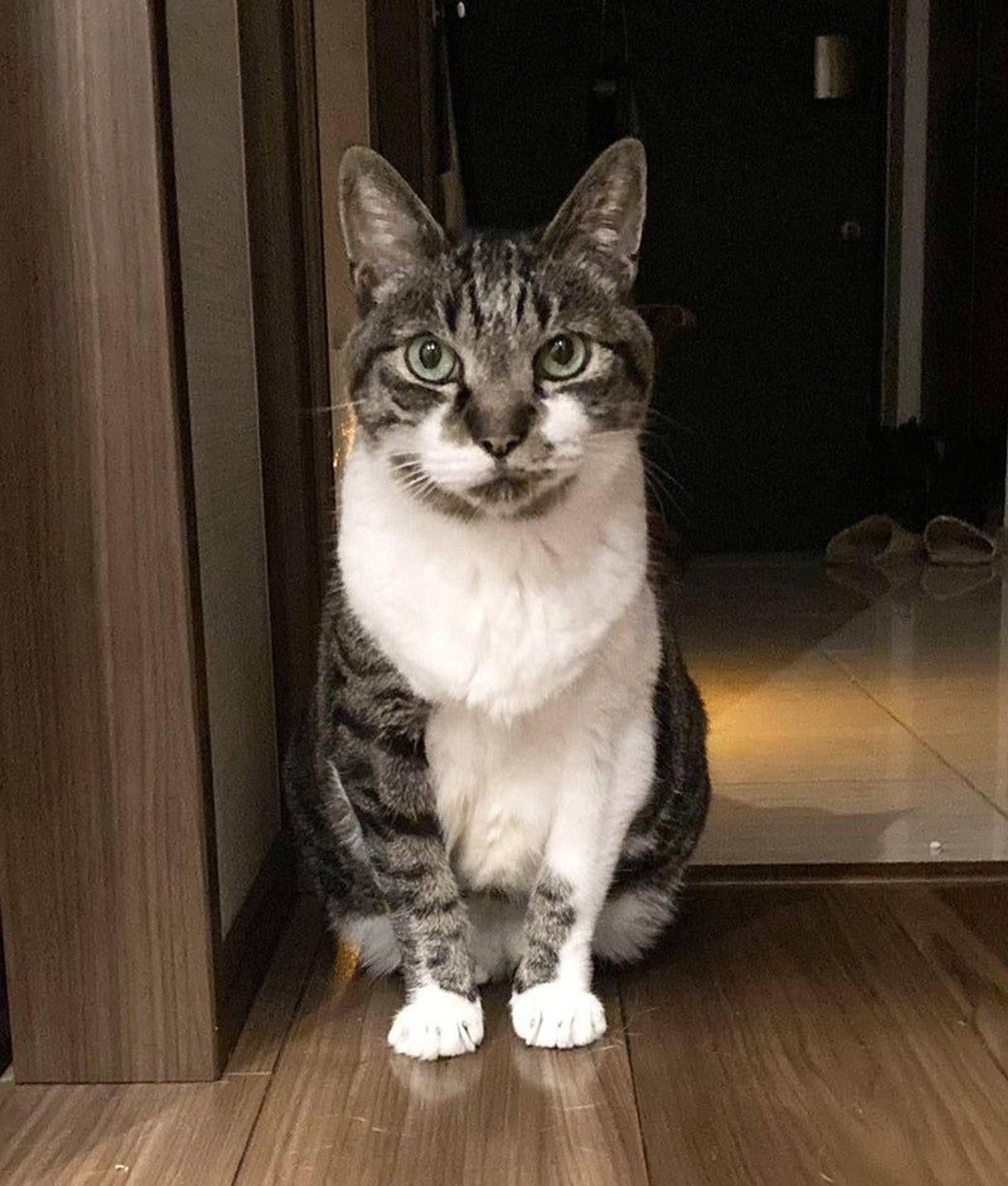 雑種（ミックス猫）・オスの里親募集の写真
