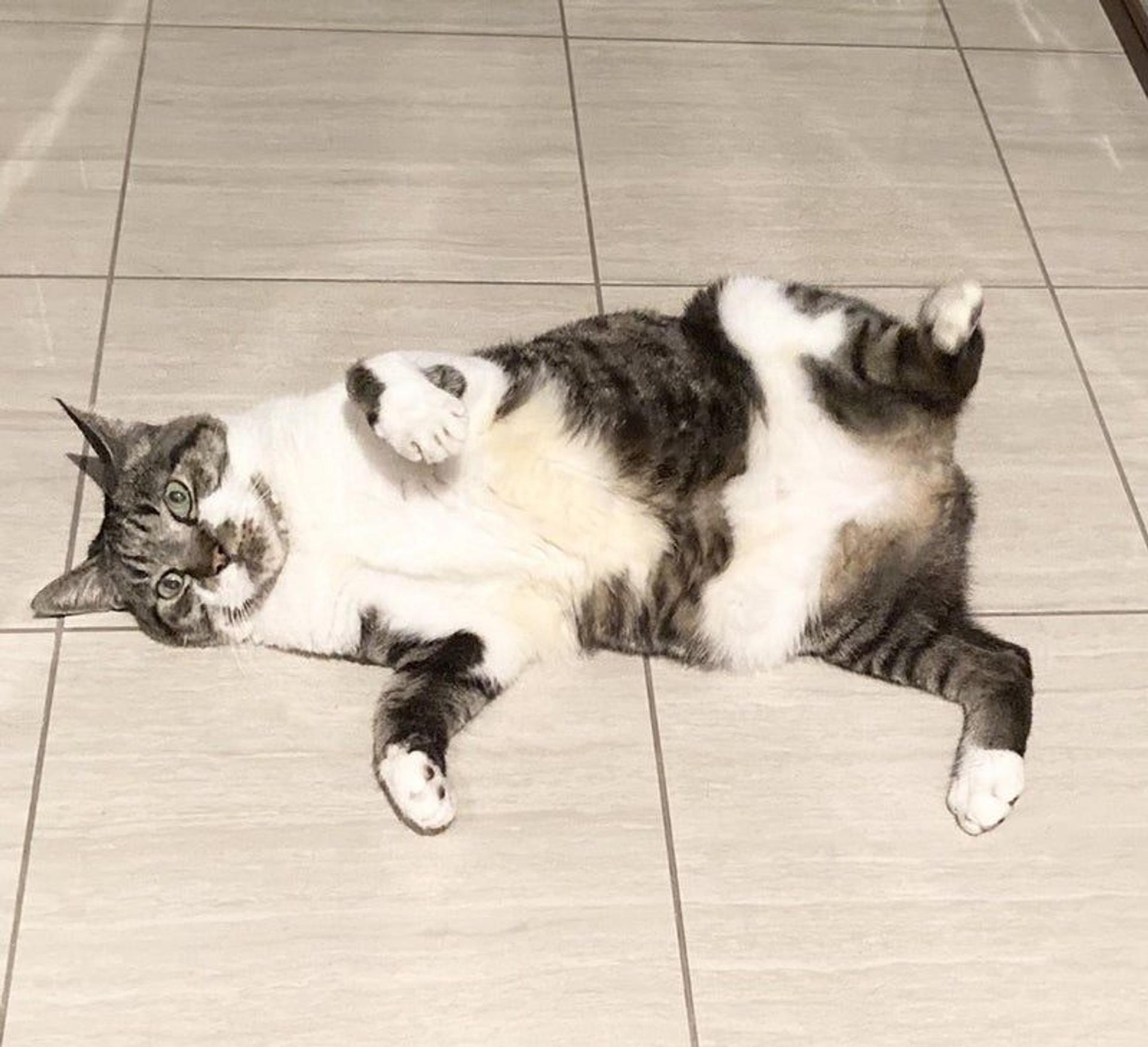 pet-image-2