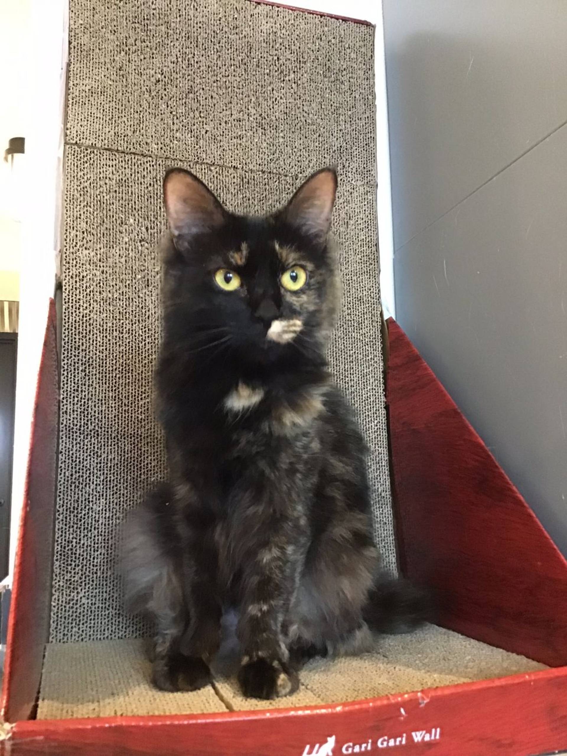 雑種（ミックス猫）・メスの里親募集の写真