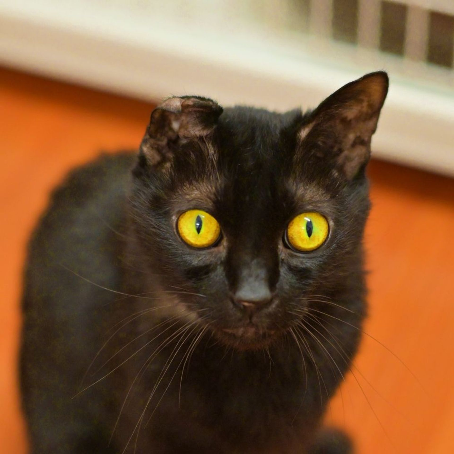 雑種（ミックス猫）・オスの里親募集の写真