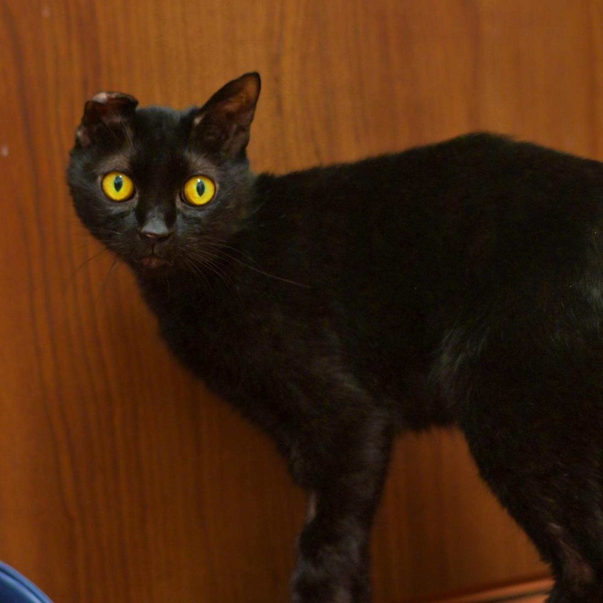 pet-image-3