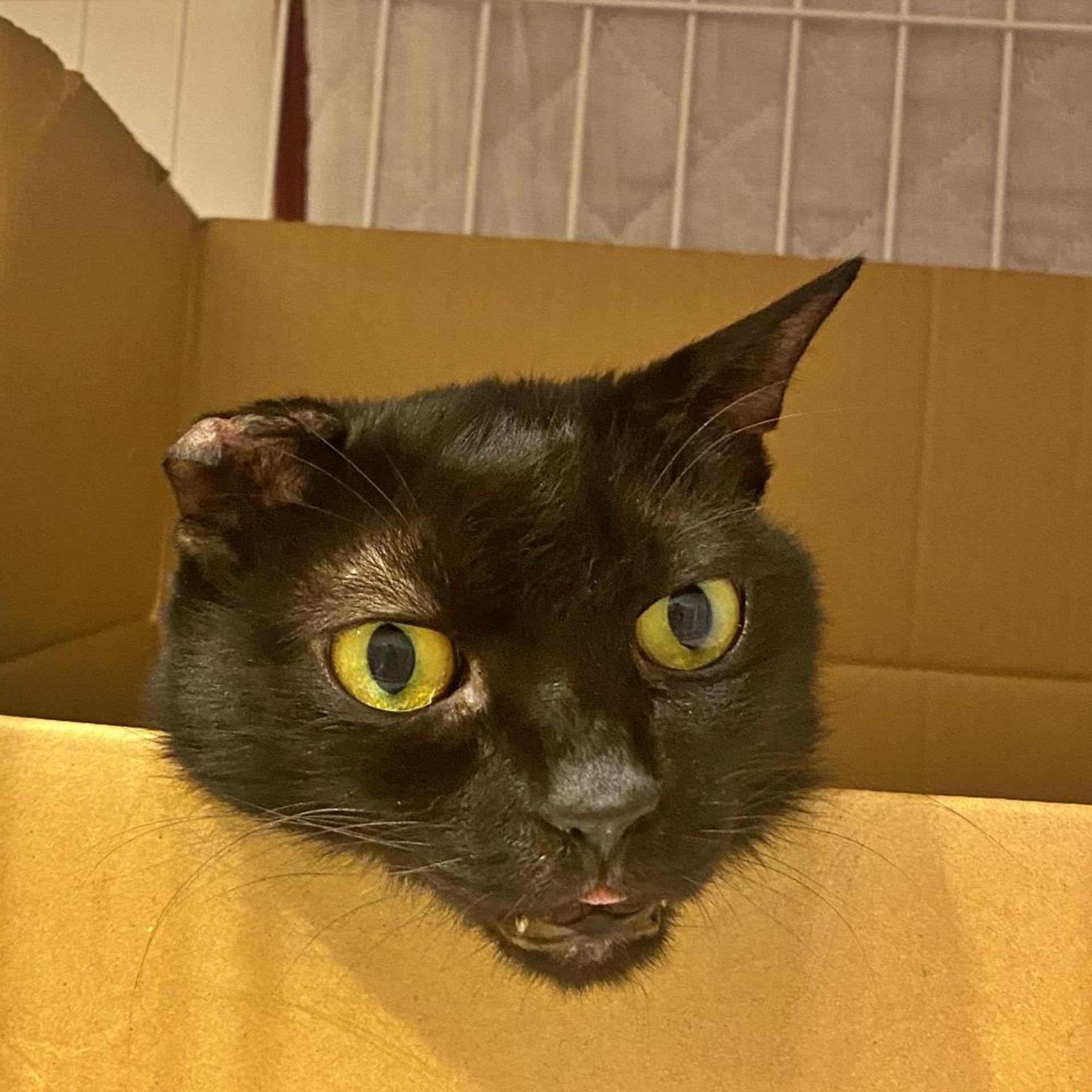pet-image-5