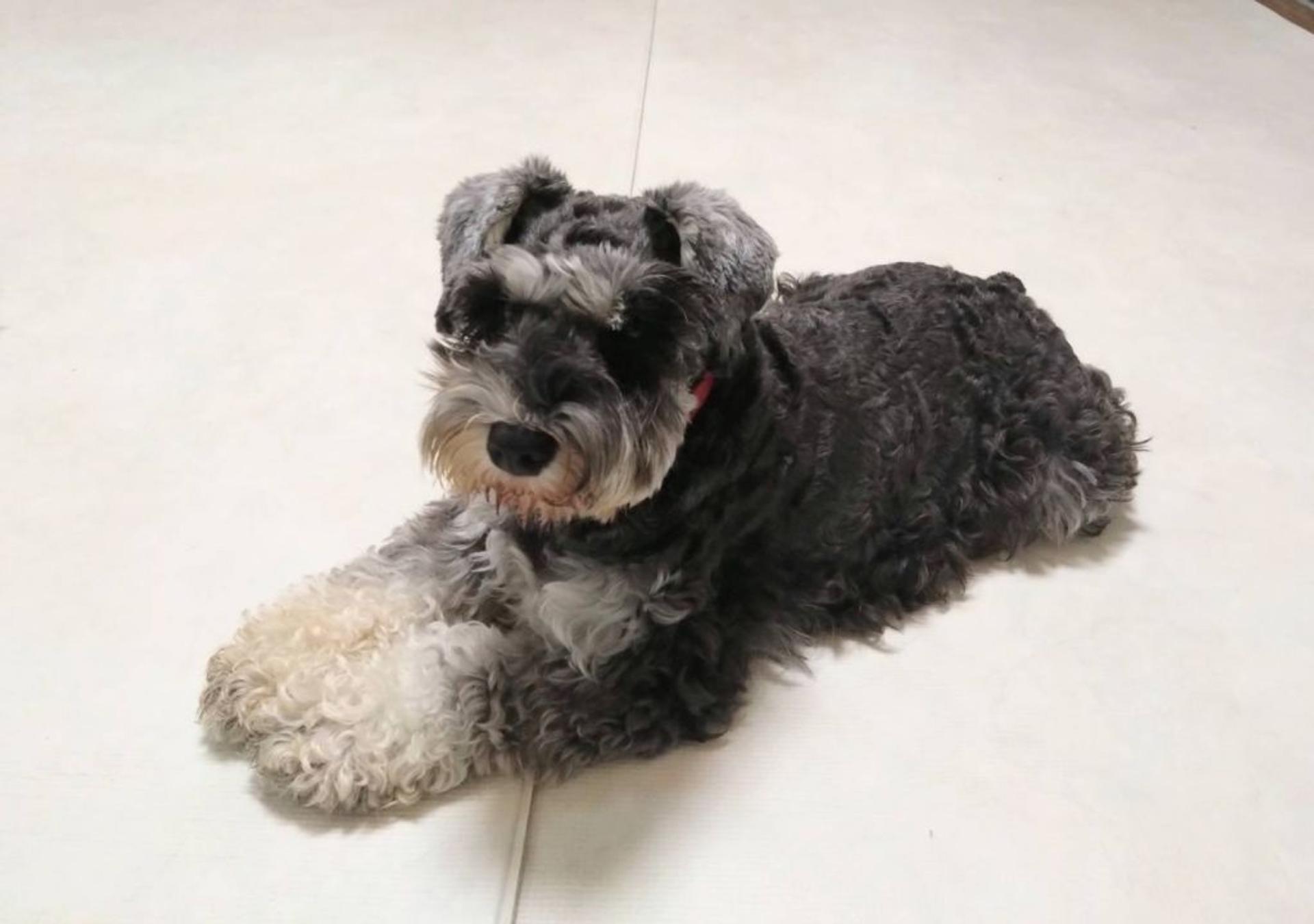 pet-image-2