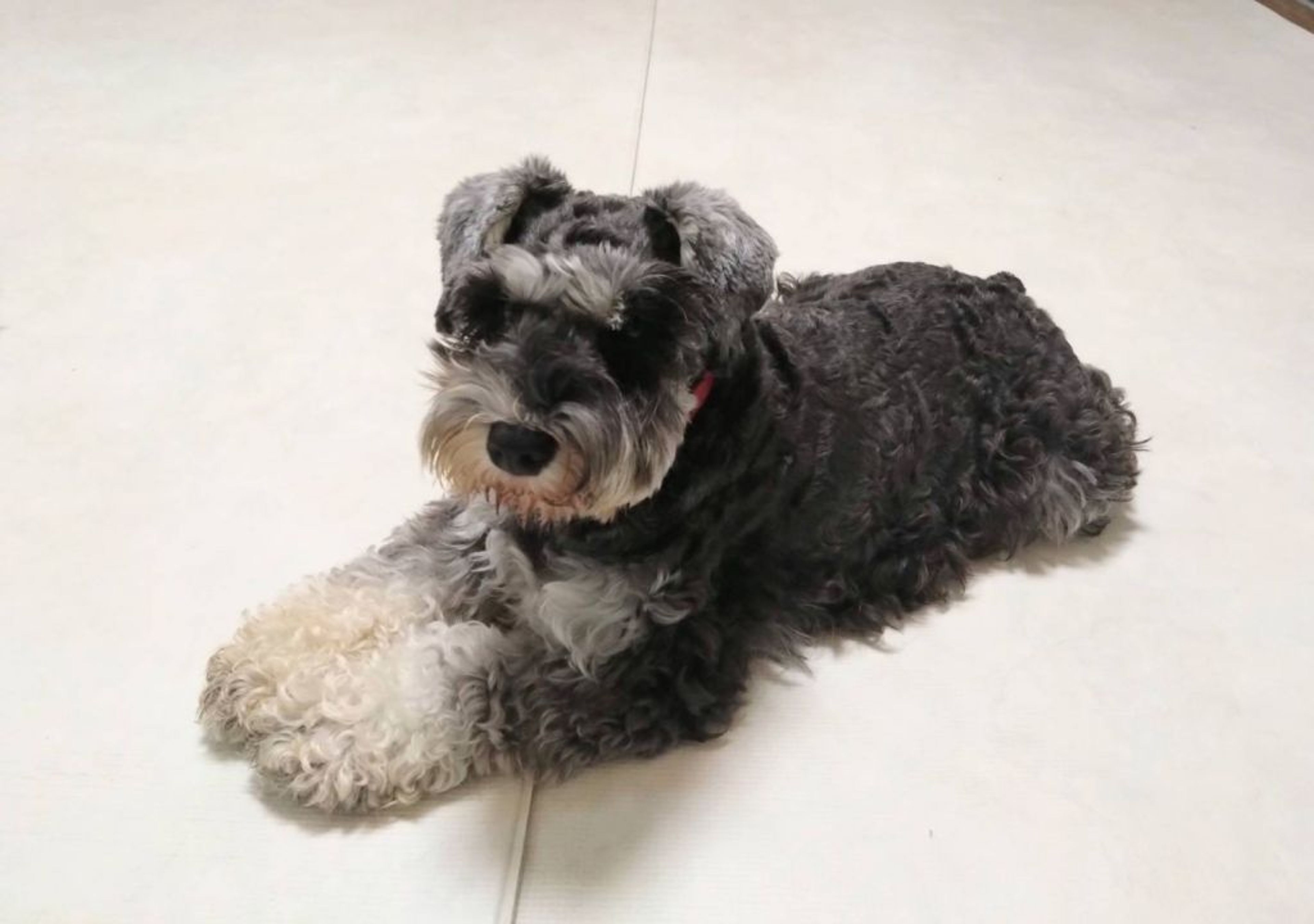 pet-image-2