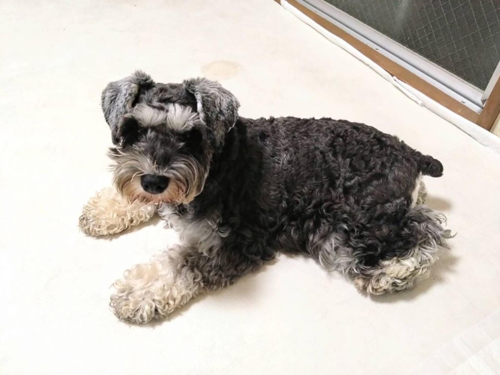 pet-image-3