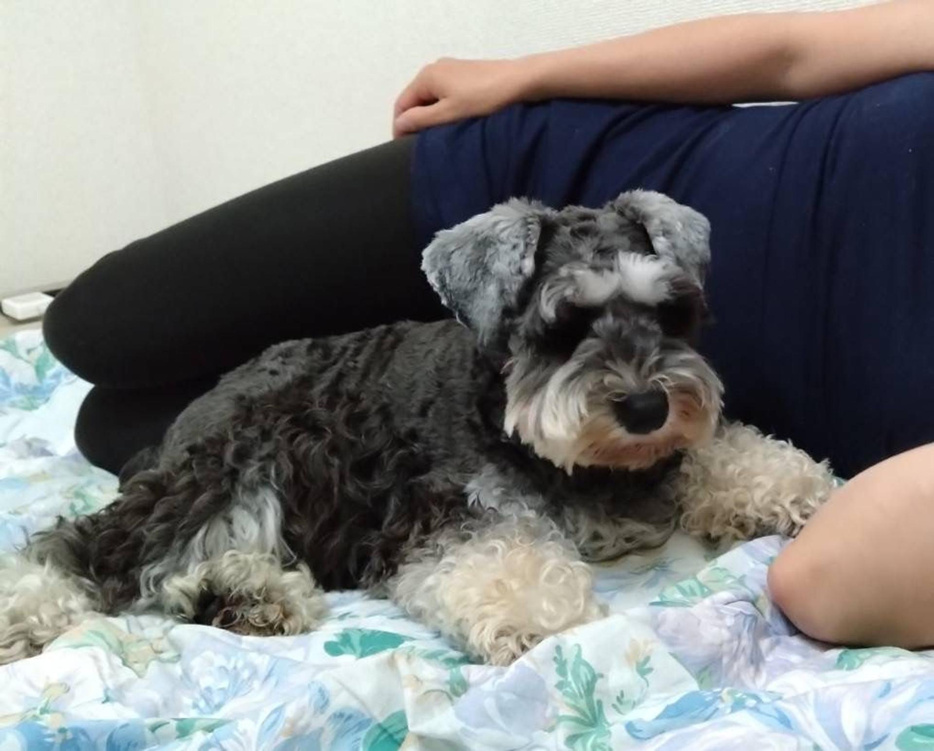 pet-image-4