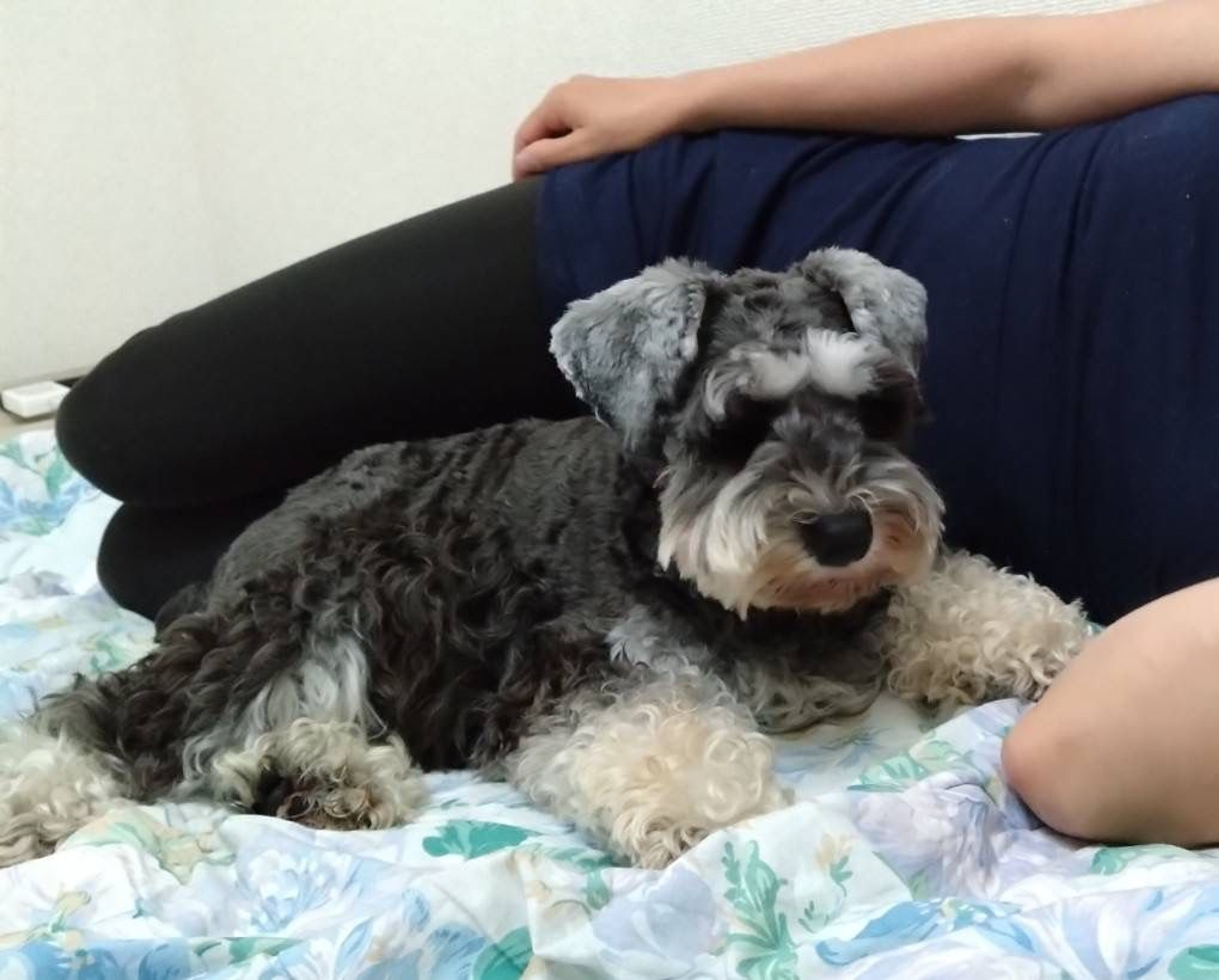 pet-image-4