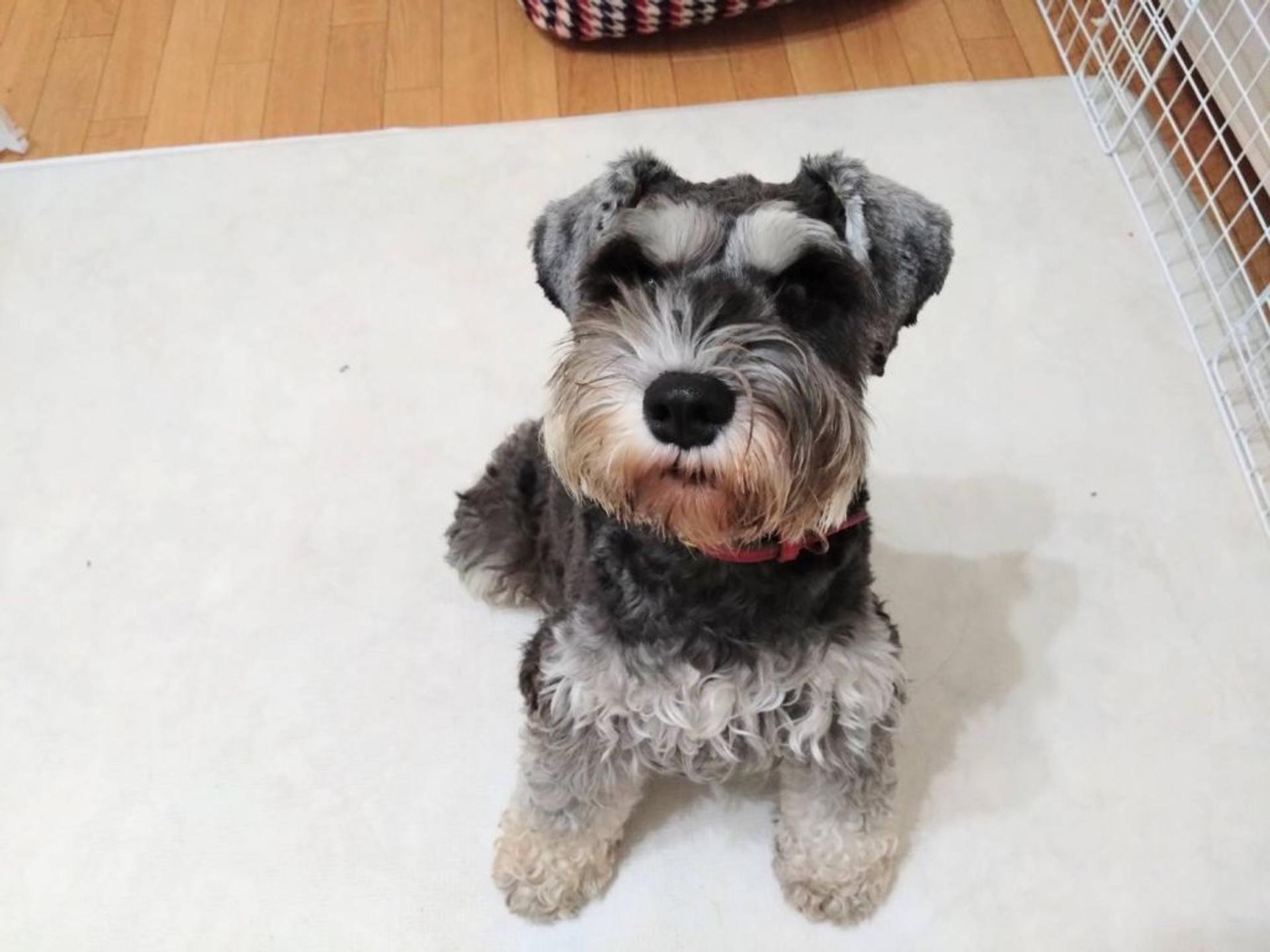 pet-image-5