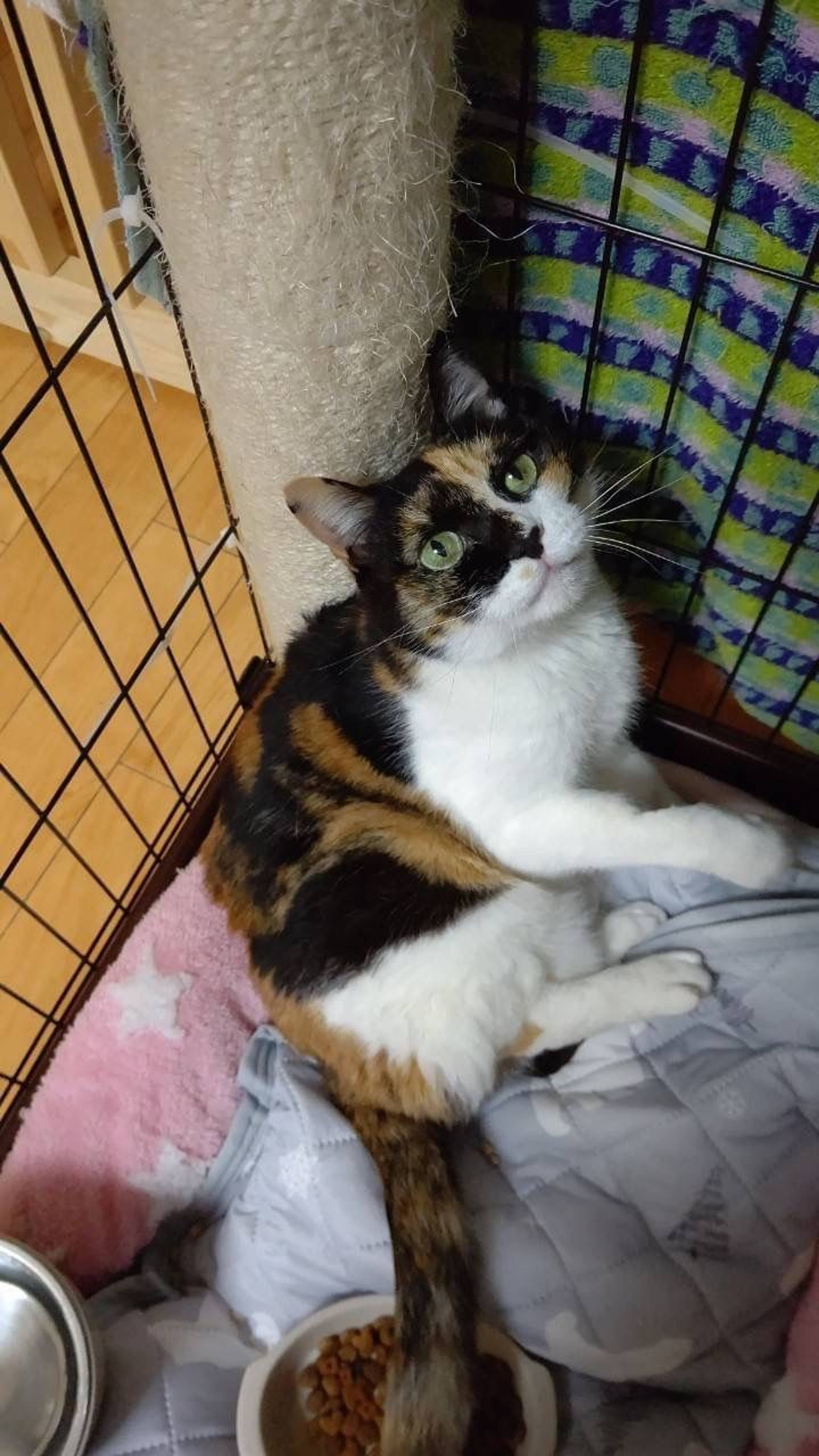 雑種（ミックス猫）・メスの里親募集の写真