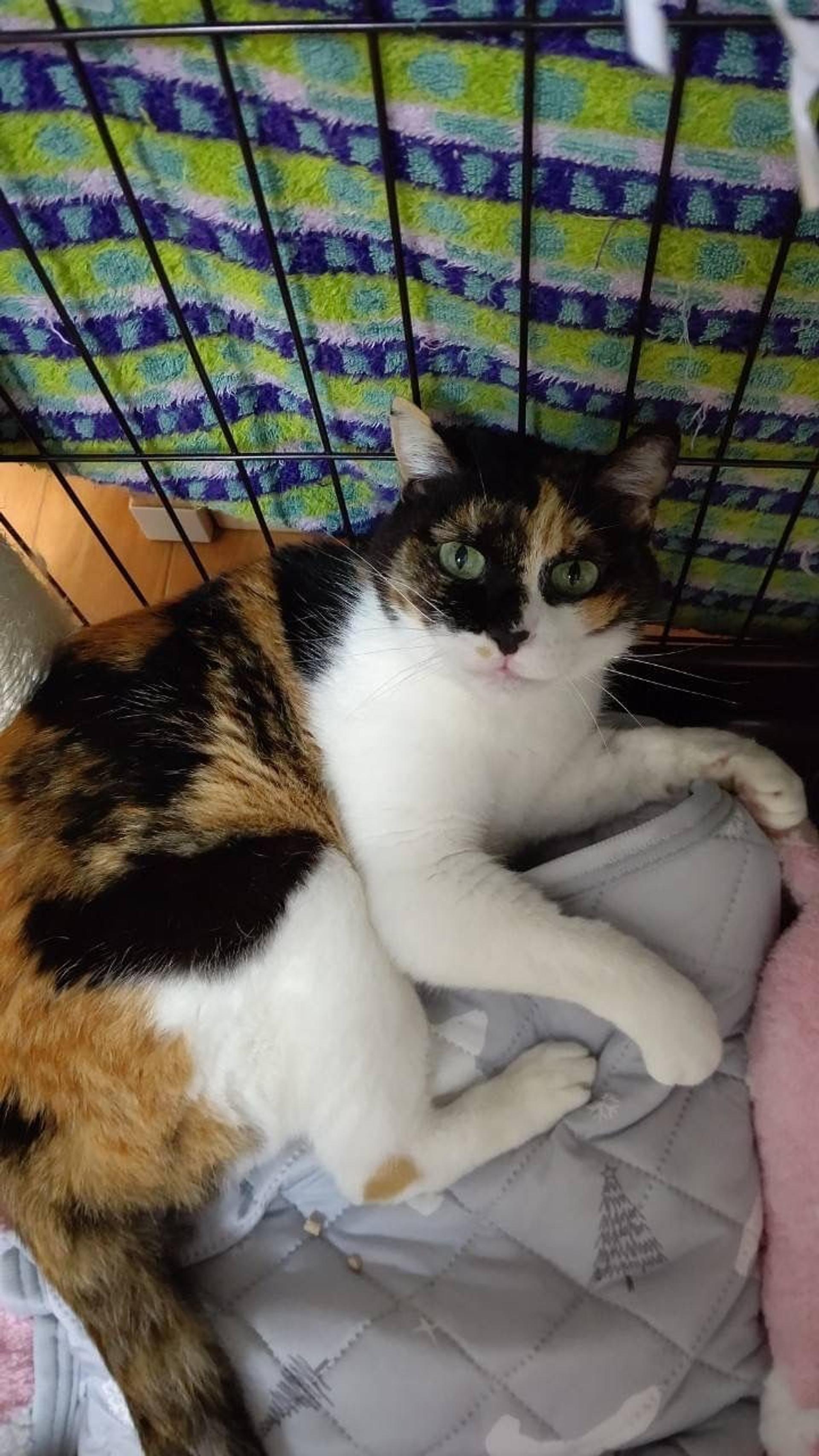 pet-image-3