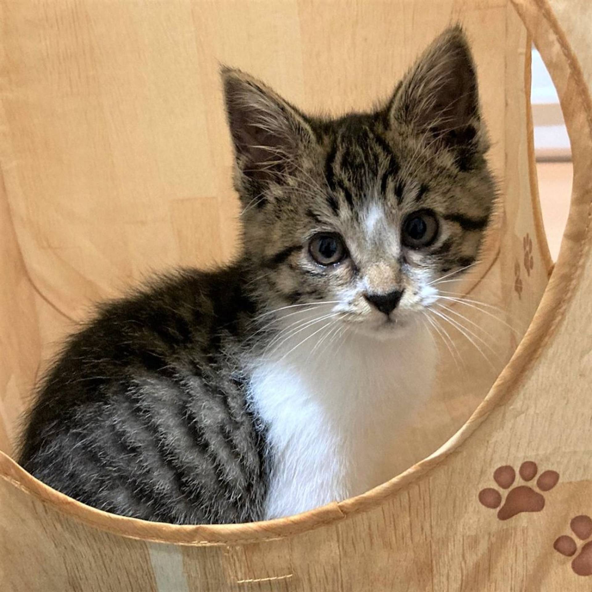 雑種（ミックス猫）・メスの里親募集の写真