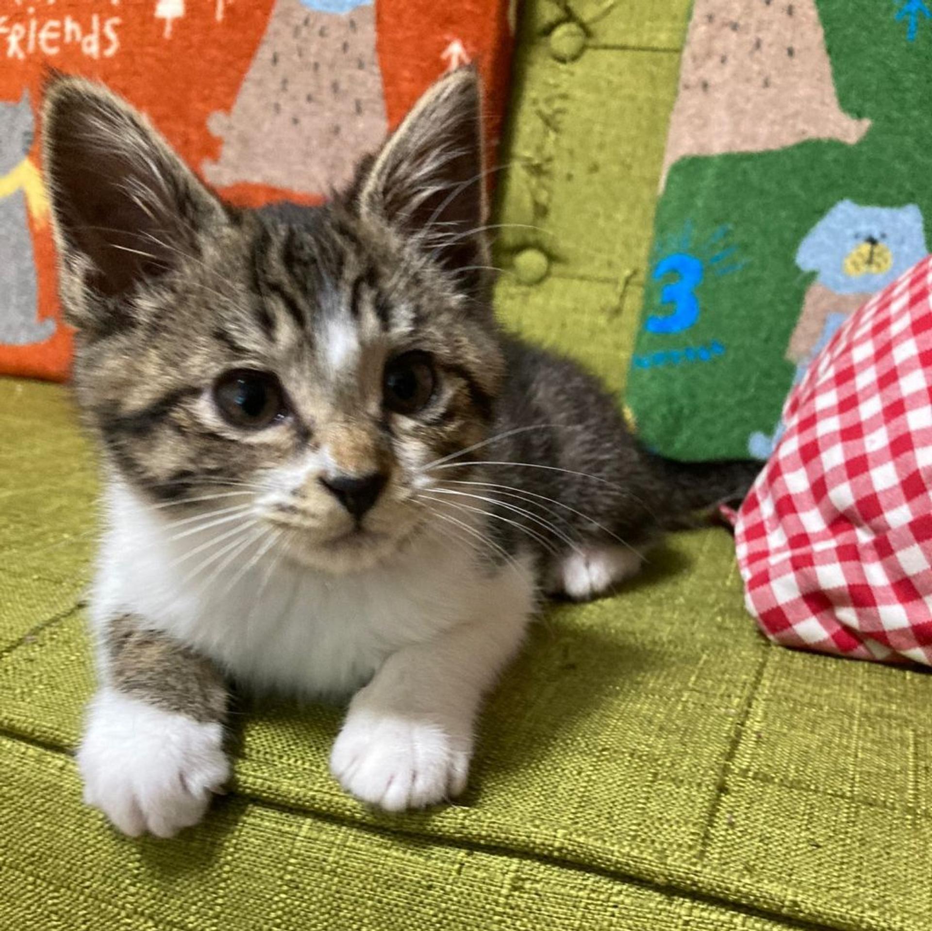 pet-image-3
