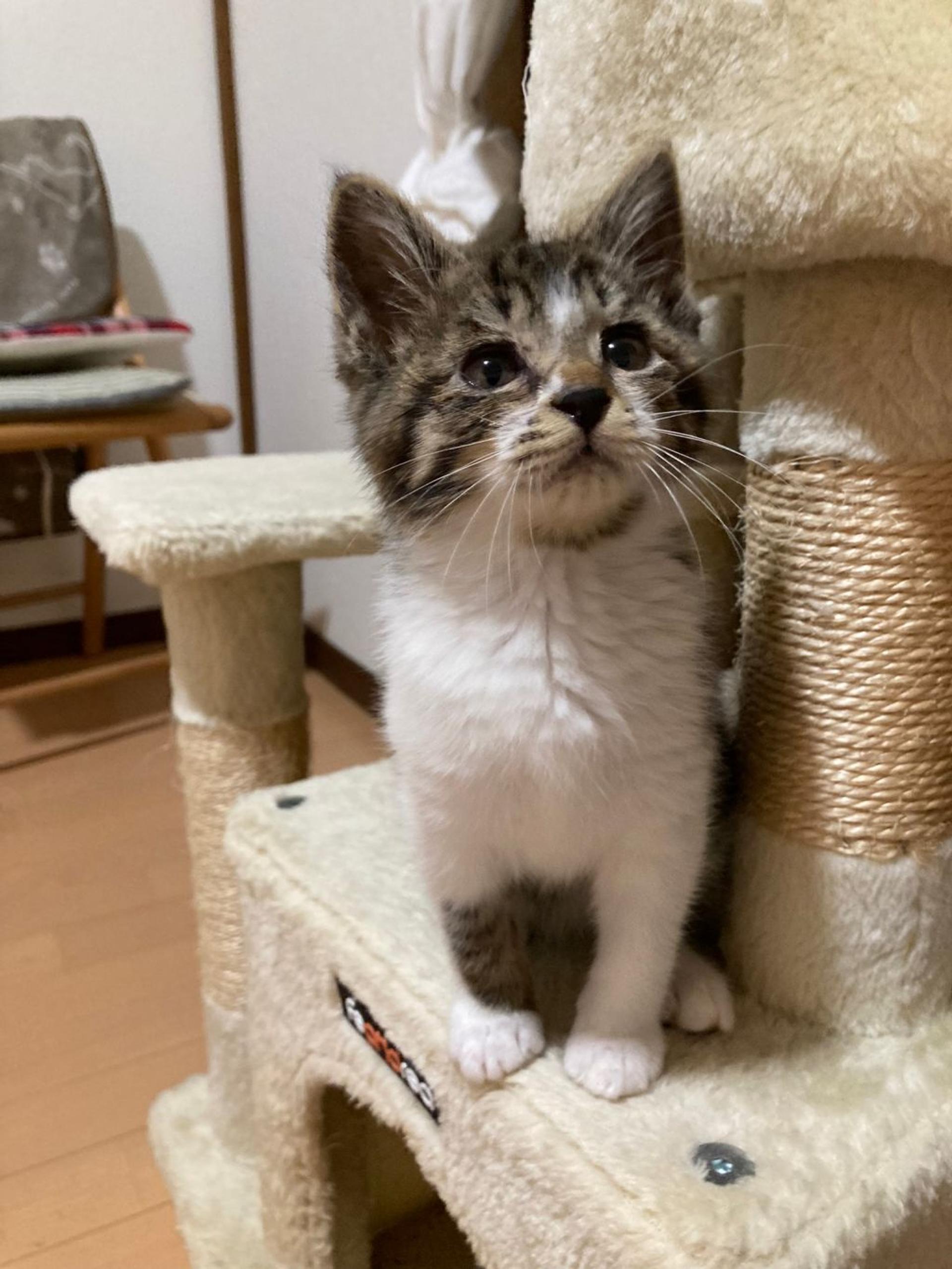 pet-image-7