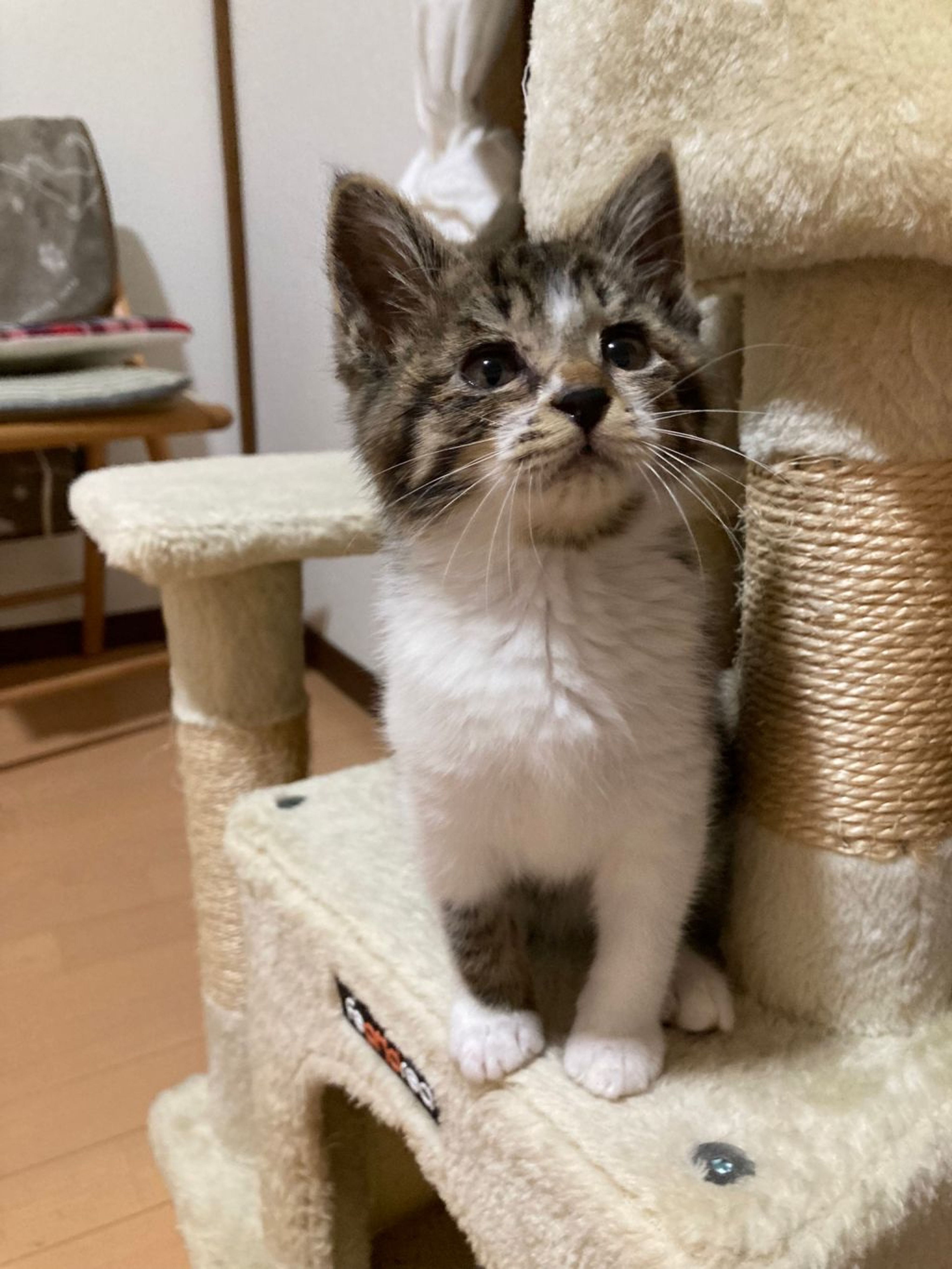 pet-image-7