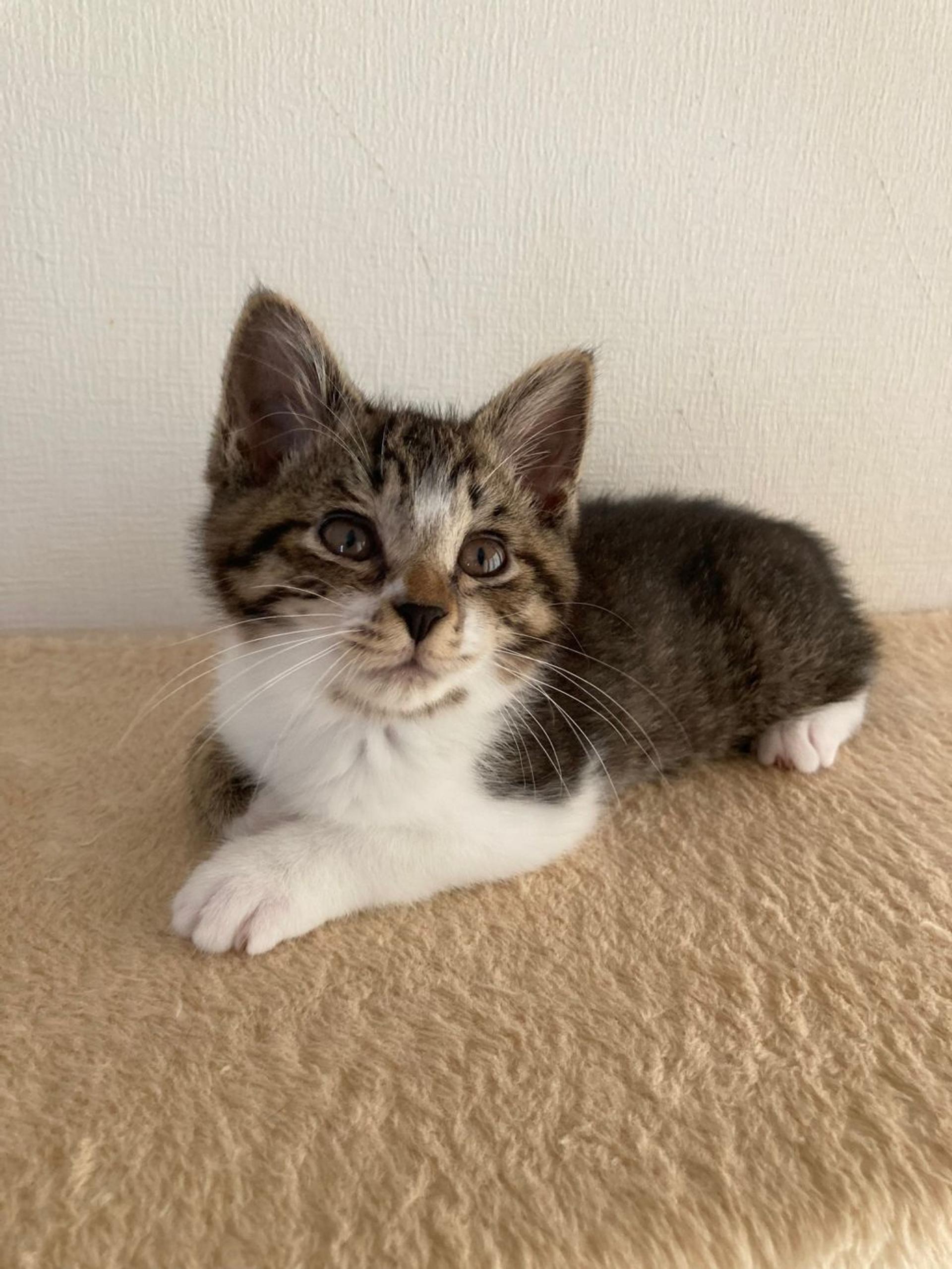 pet-image-9