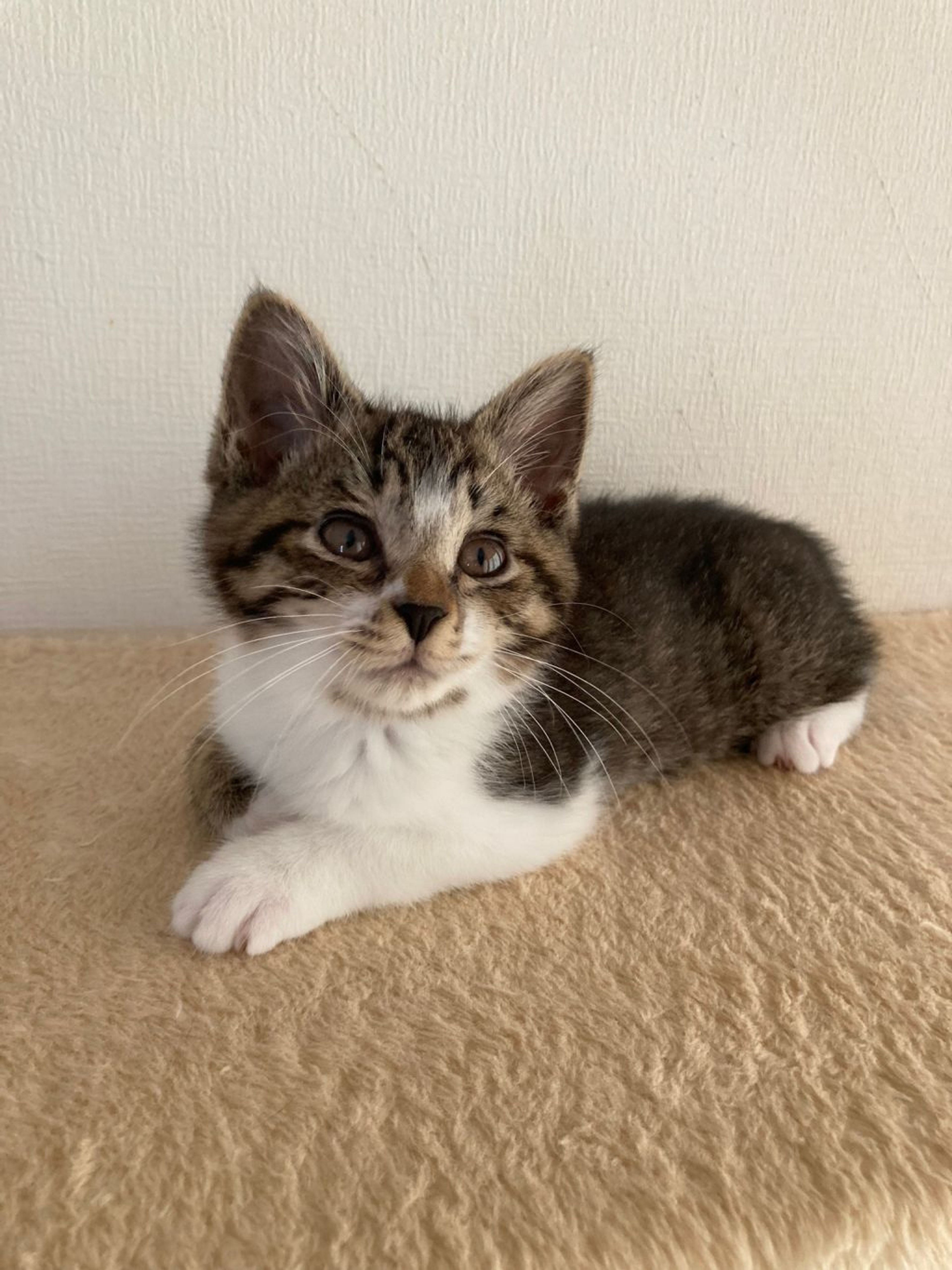 pet-image-9