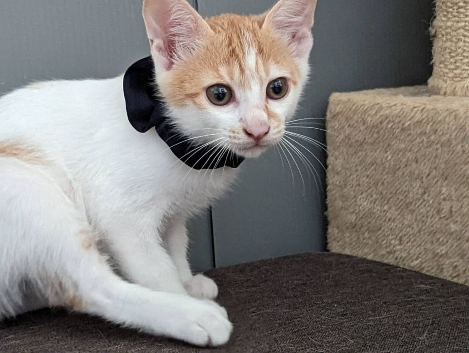 雑種（ミックス猫）・オスの里親募集の写真