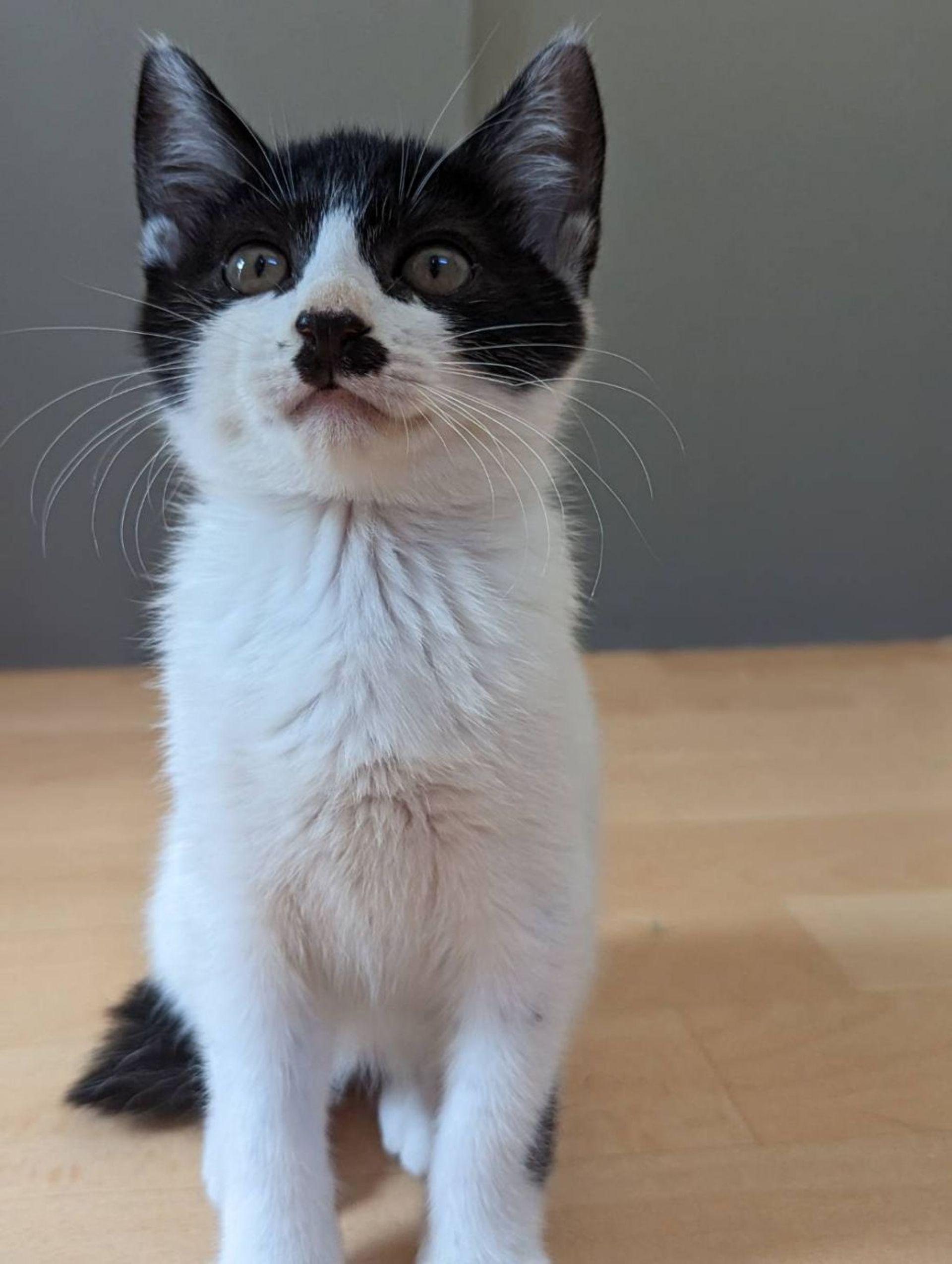 雑種（ミックス猫）・オスの里親募集の写真