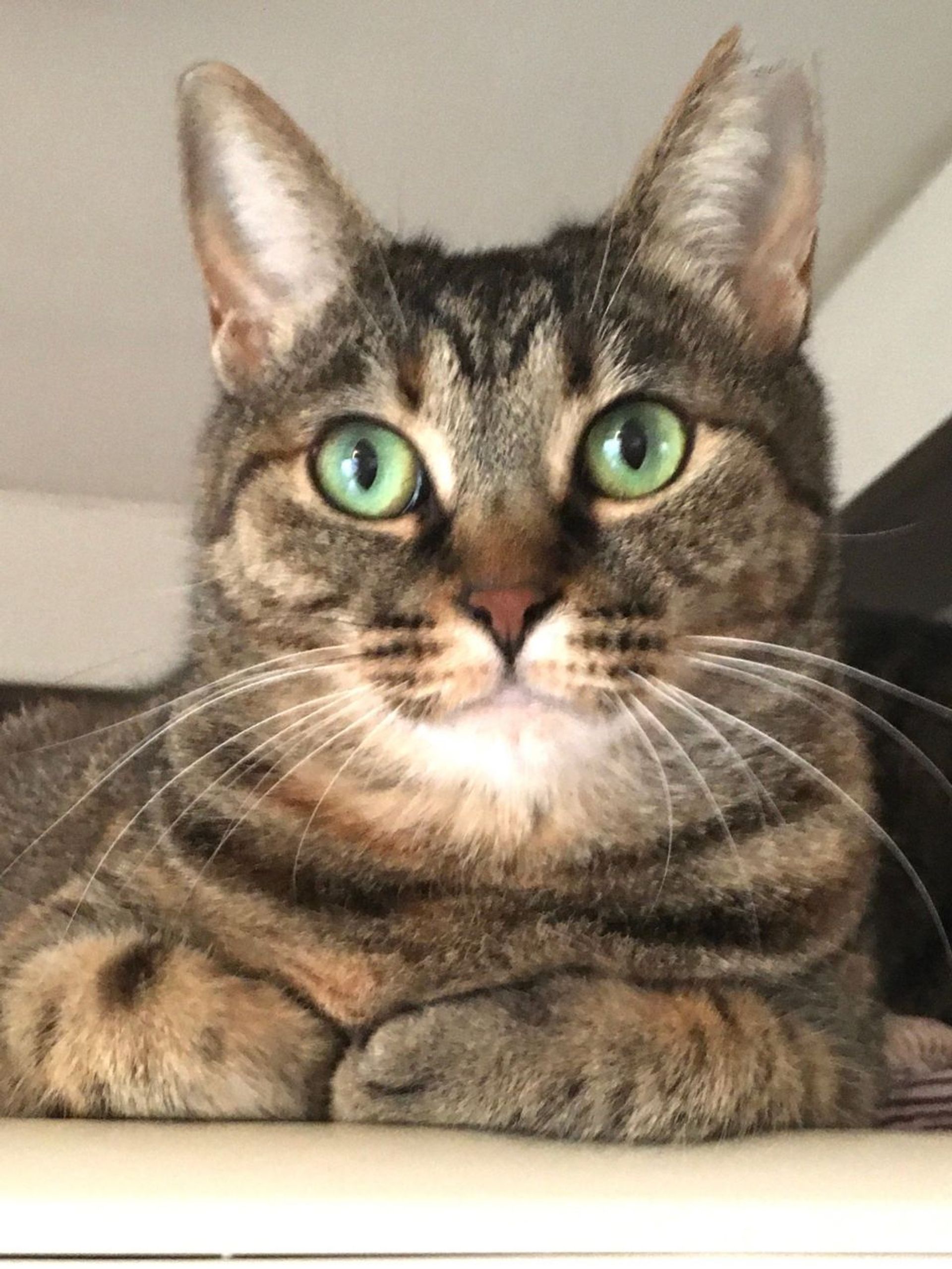 雑種（ミックス猫）・メスの里親募集の写真