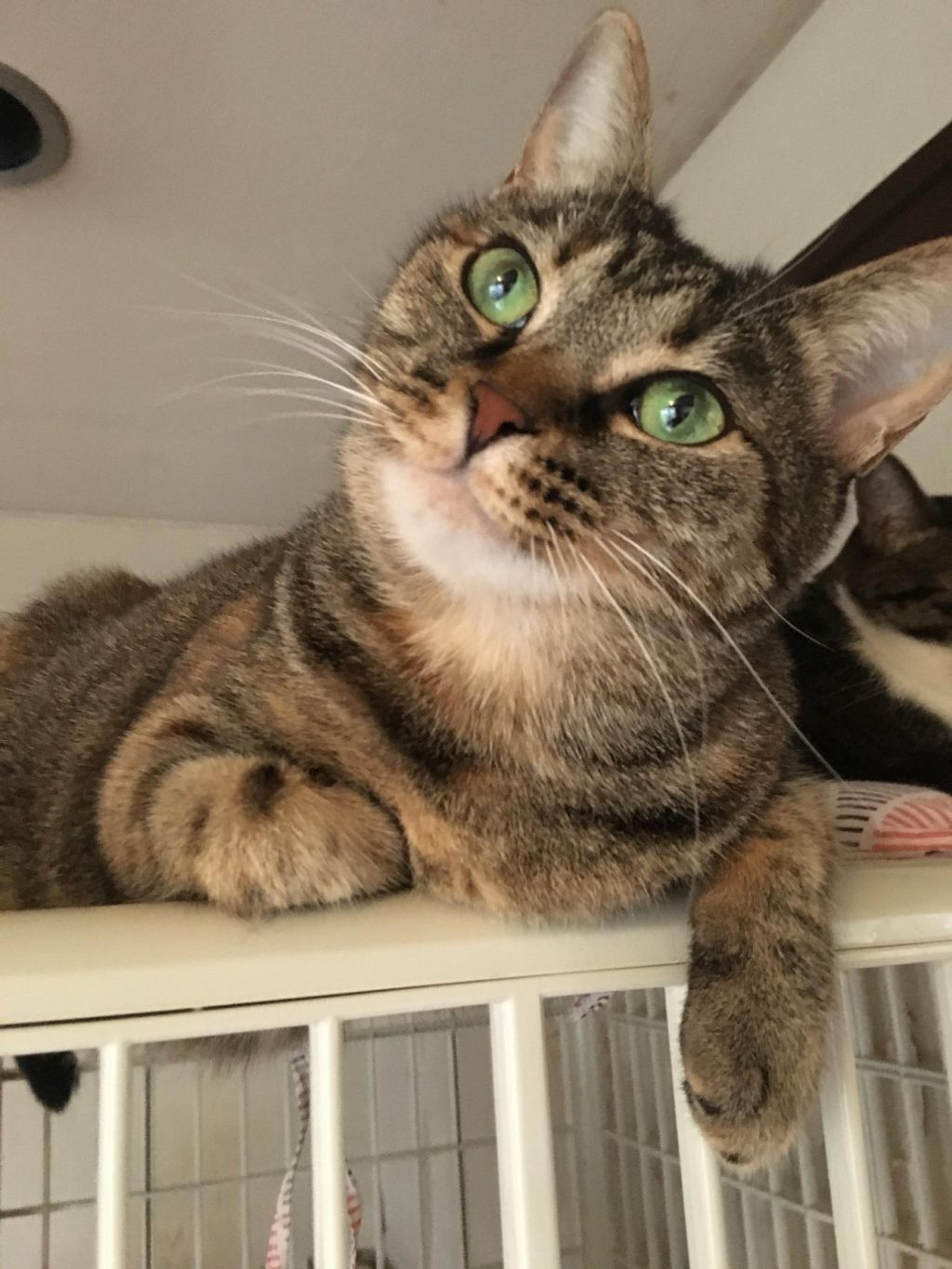 pet-image-3