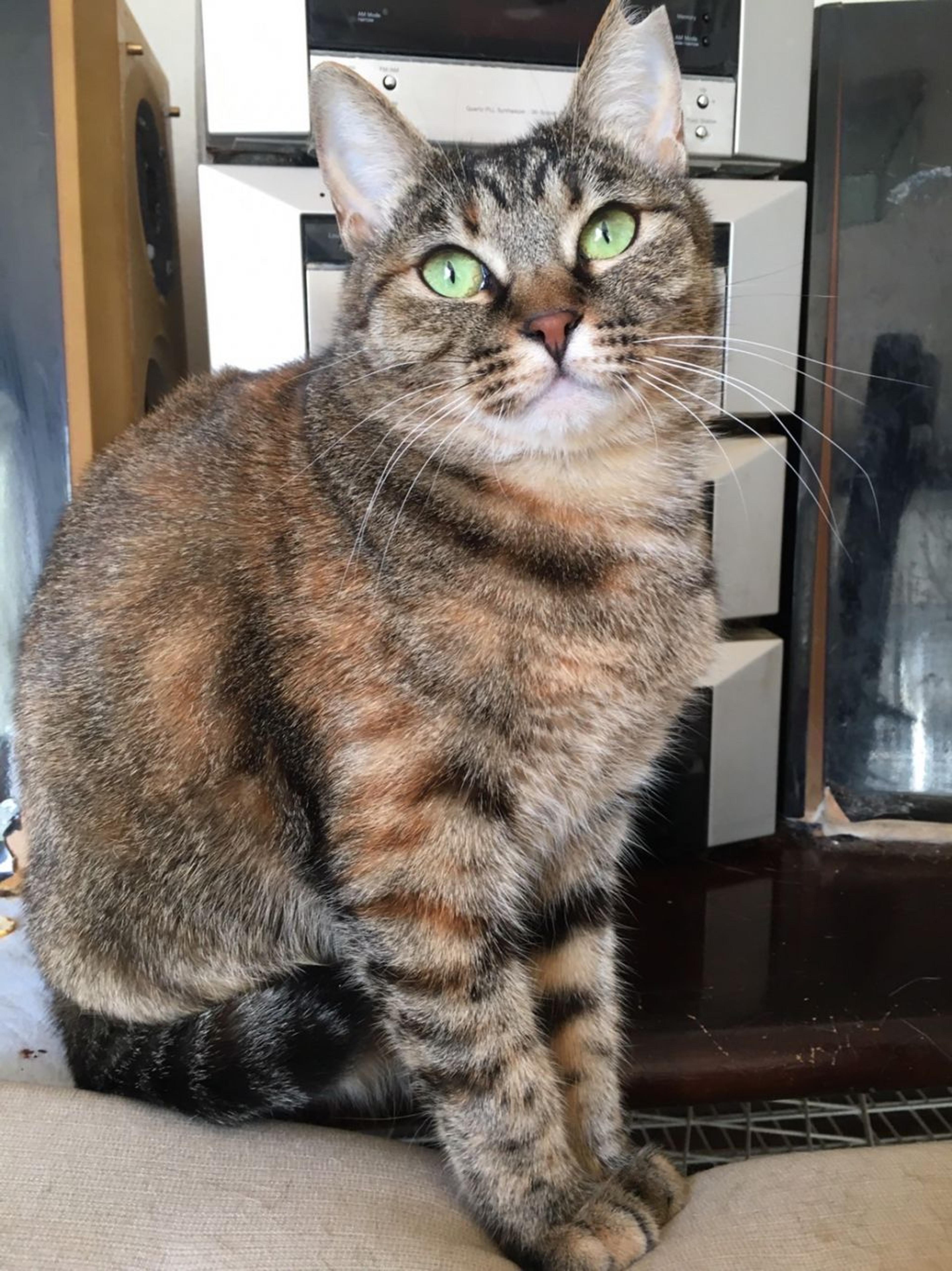 pet-image-4