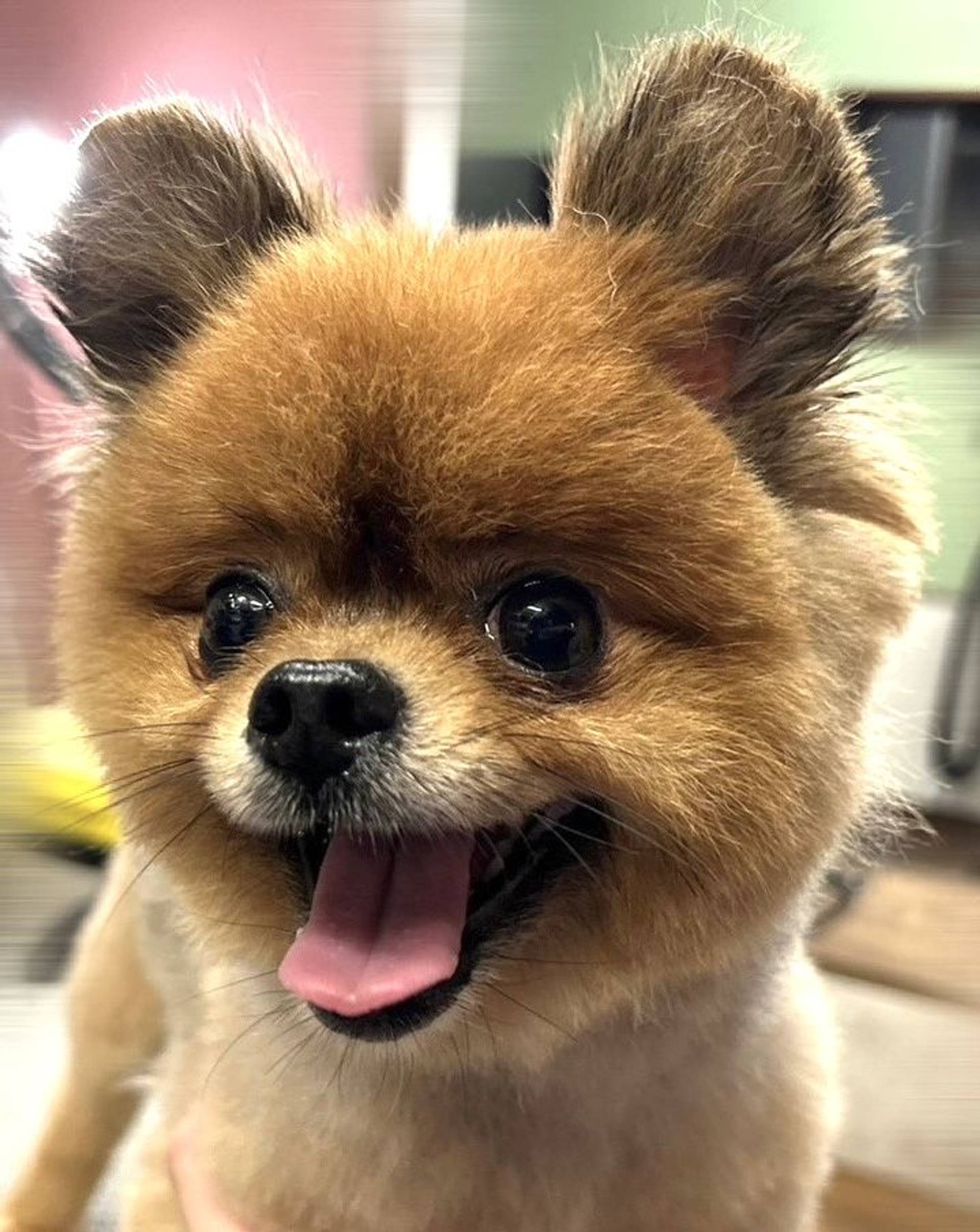 ポメラニアン・オスの里親募集の写真