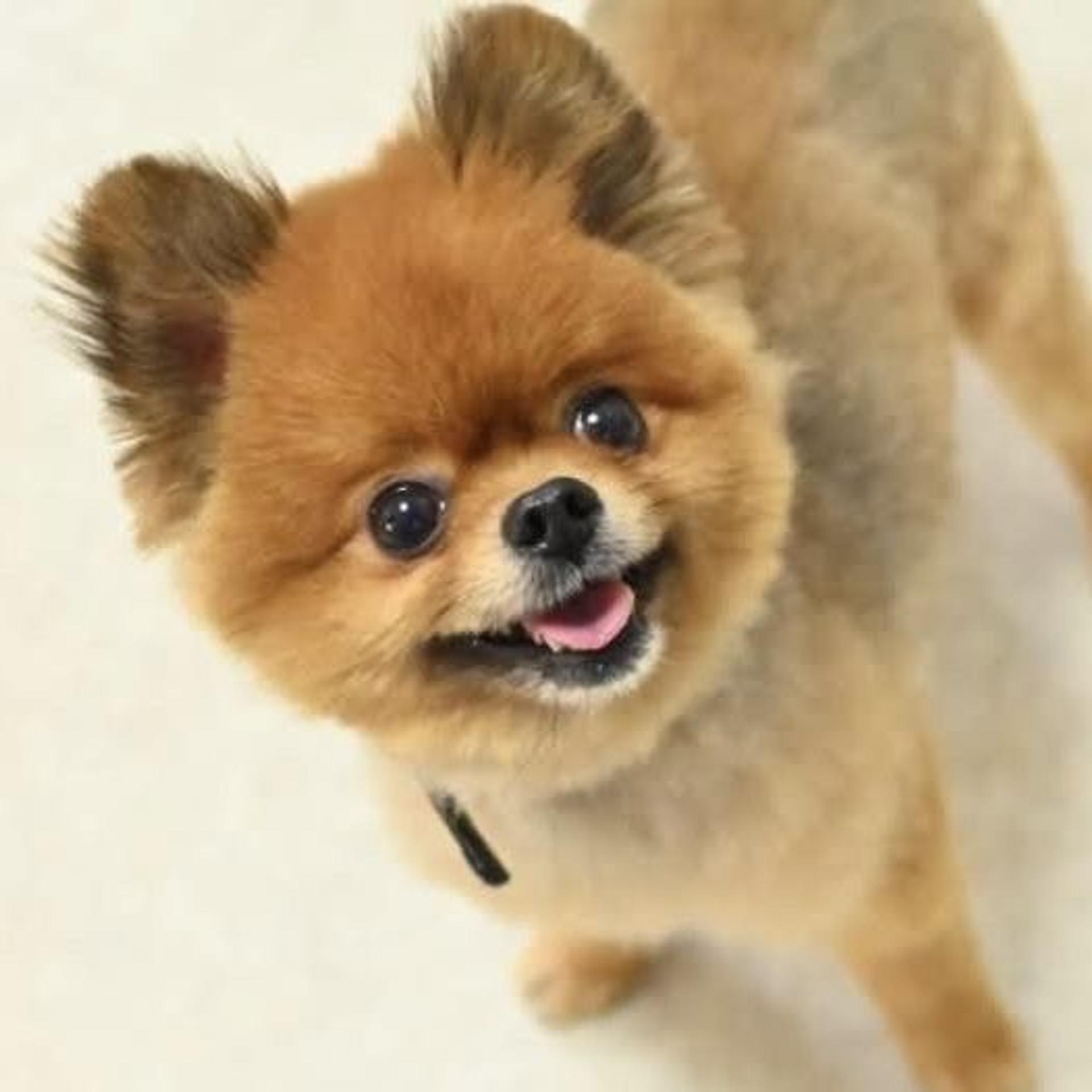 pet-image-2