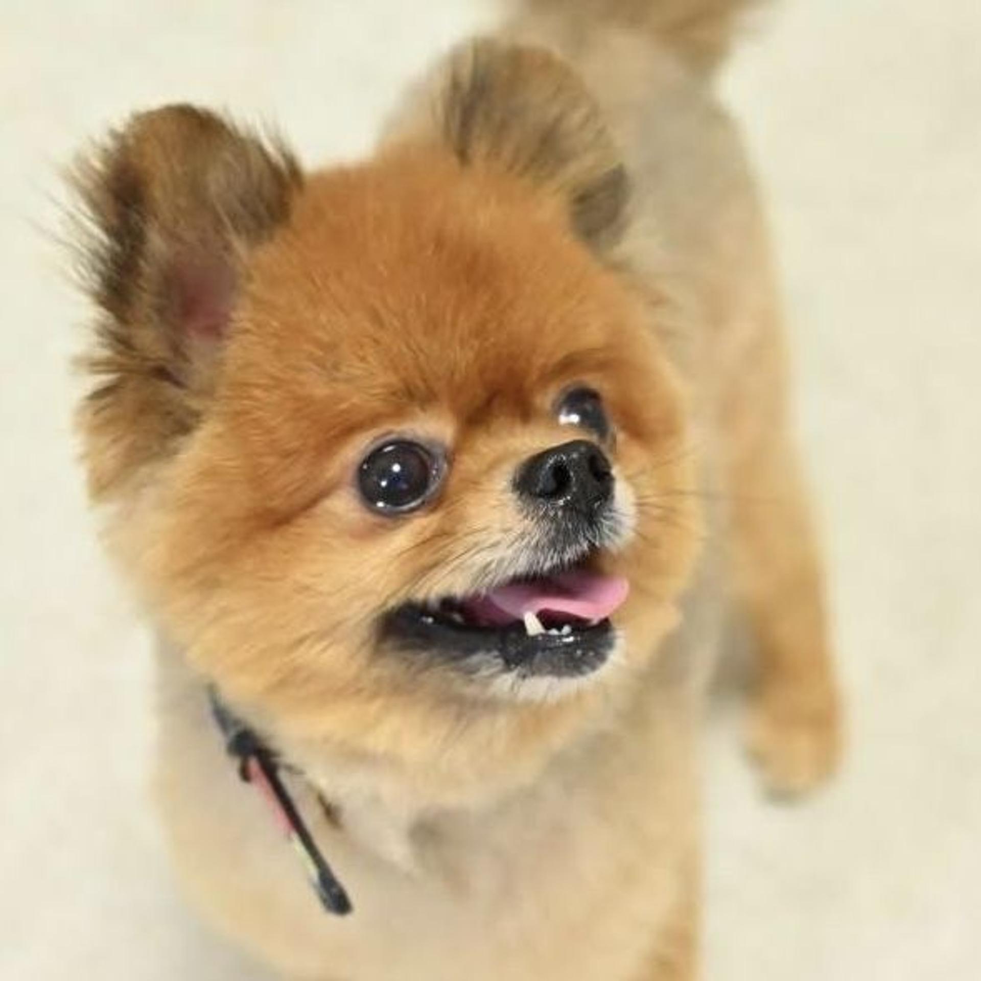 pet-image-4