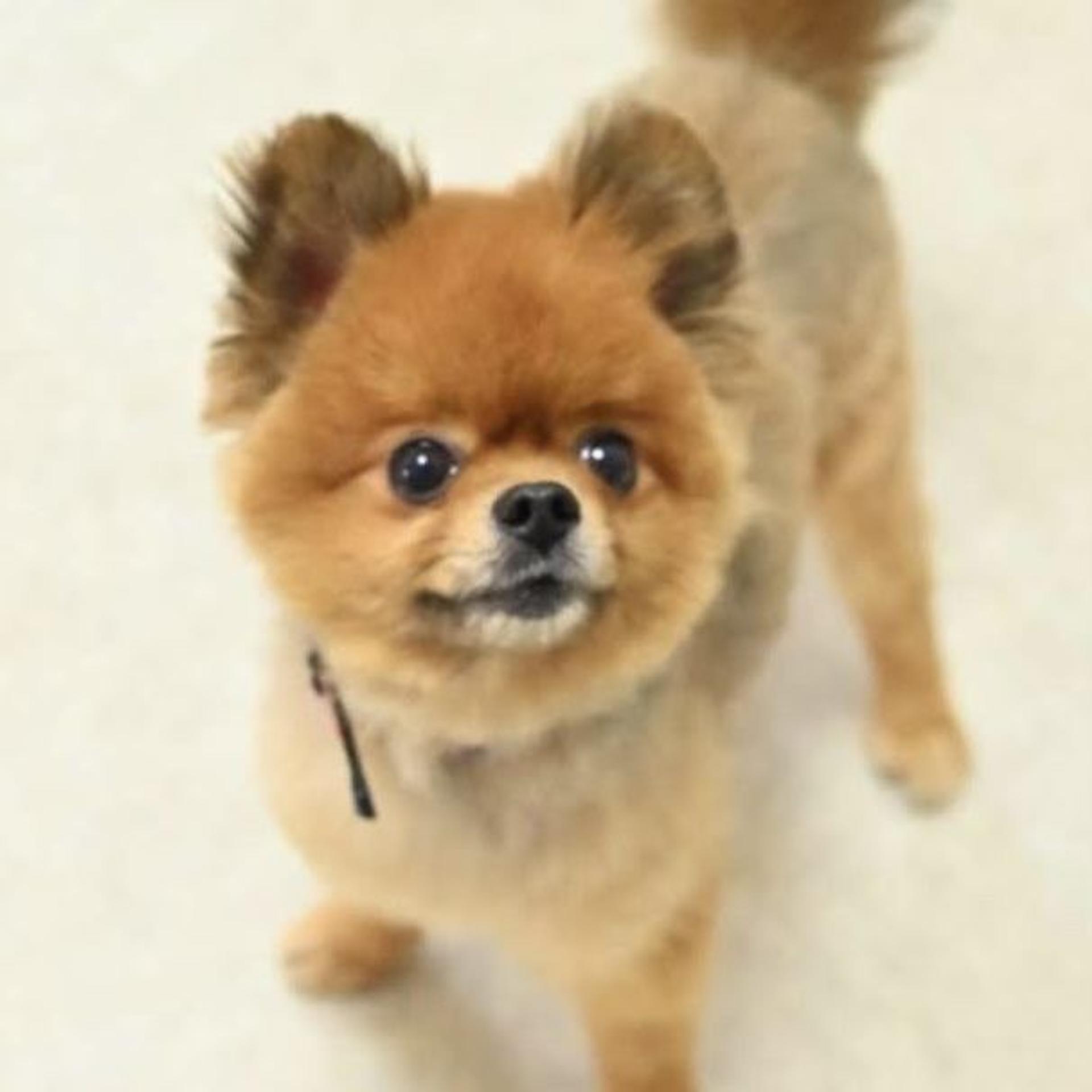 pet-image-5