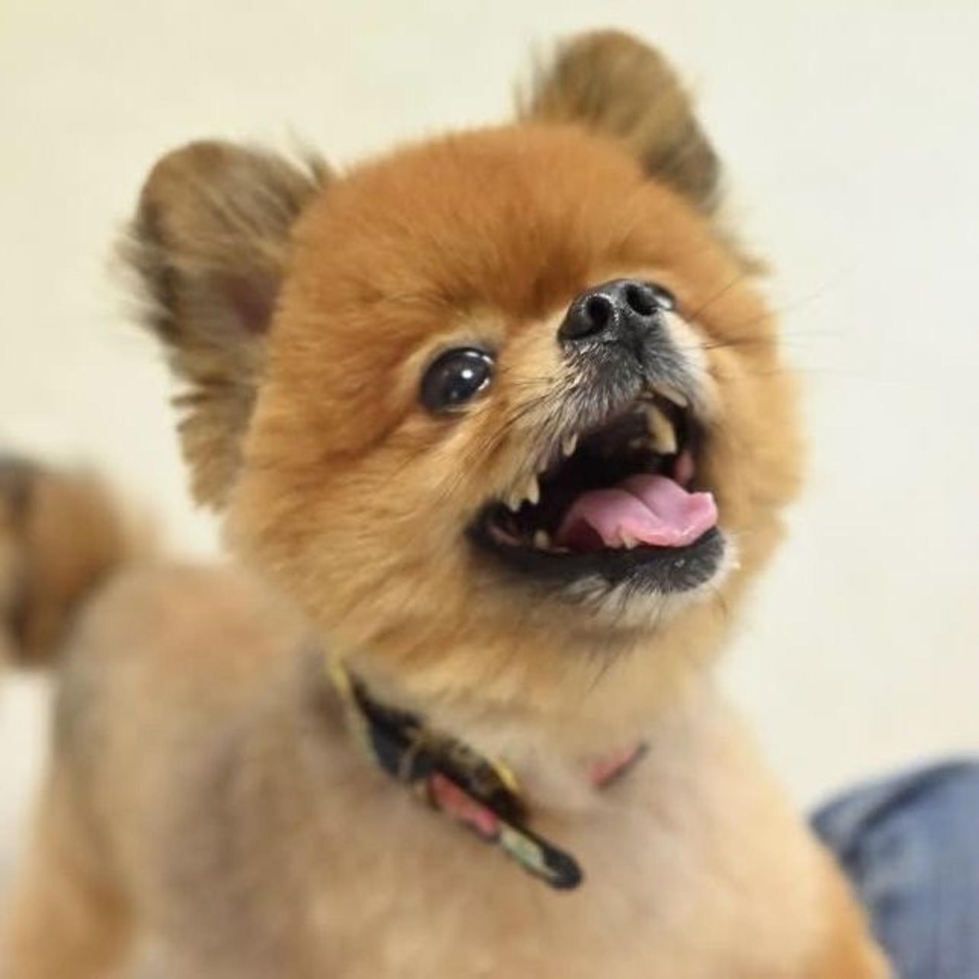 pet-image-7