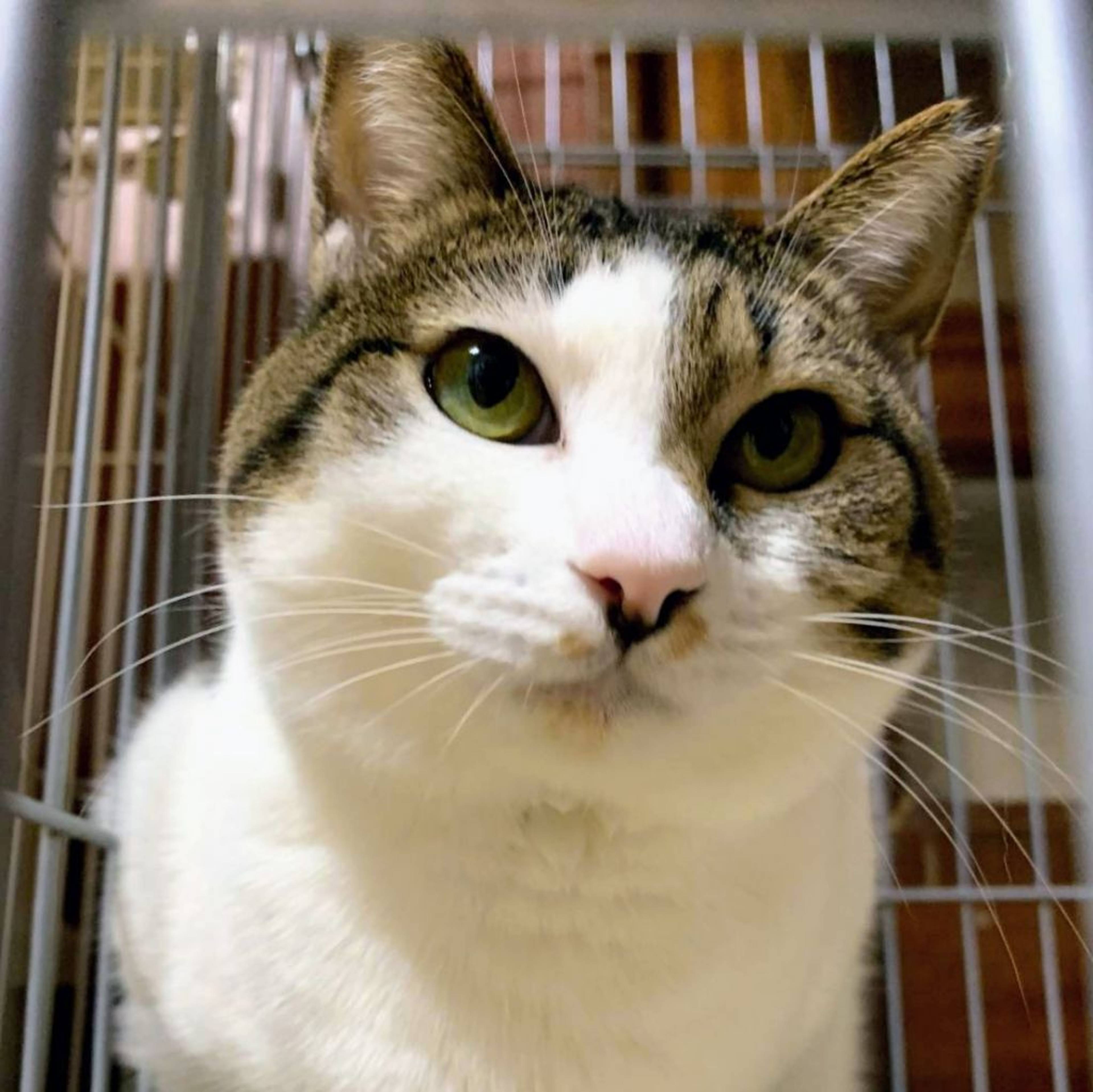 雑種（ミックス猫）・メスの里親募集の写真
