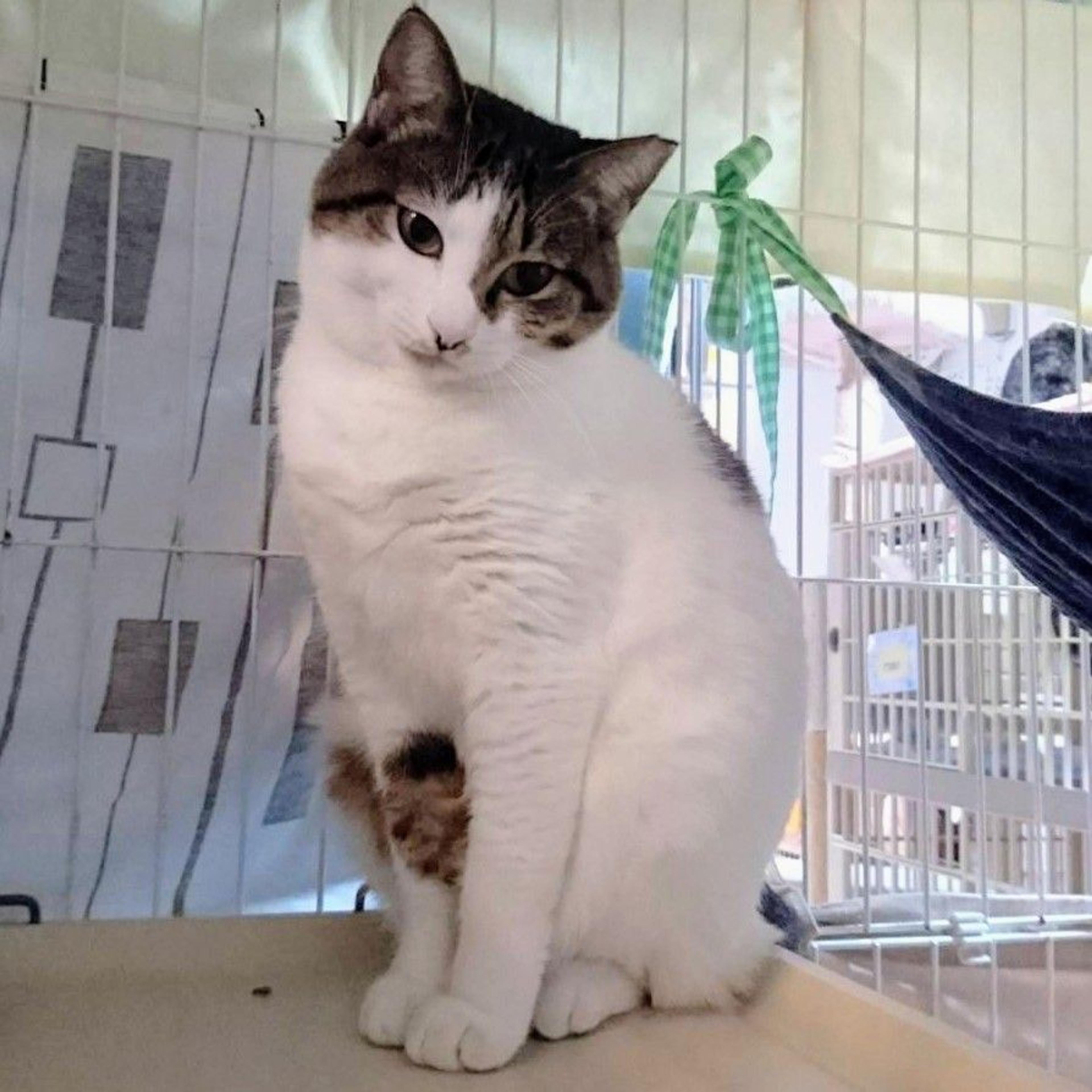 pet-image-2
