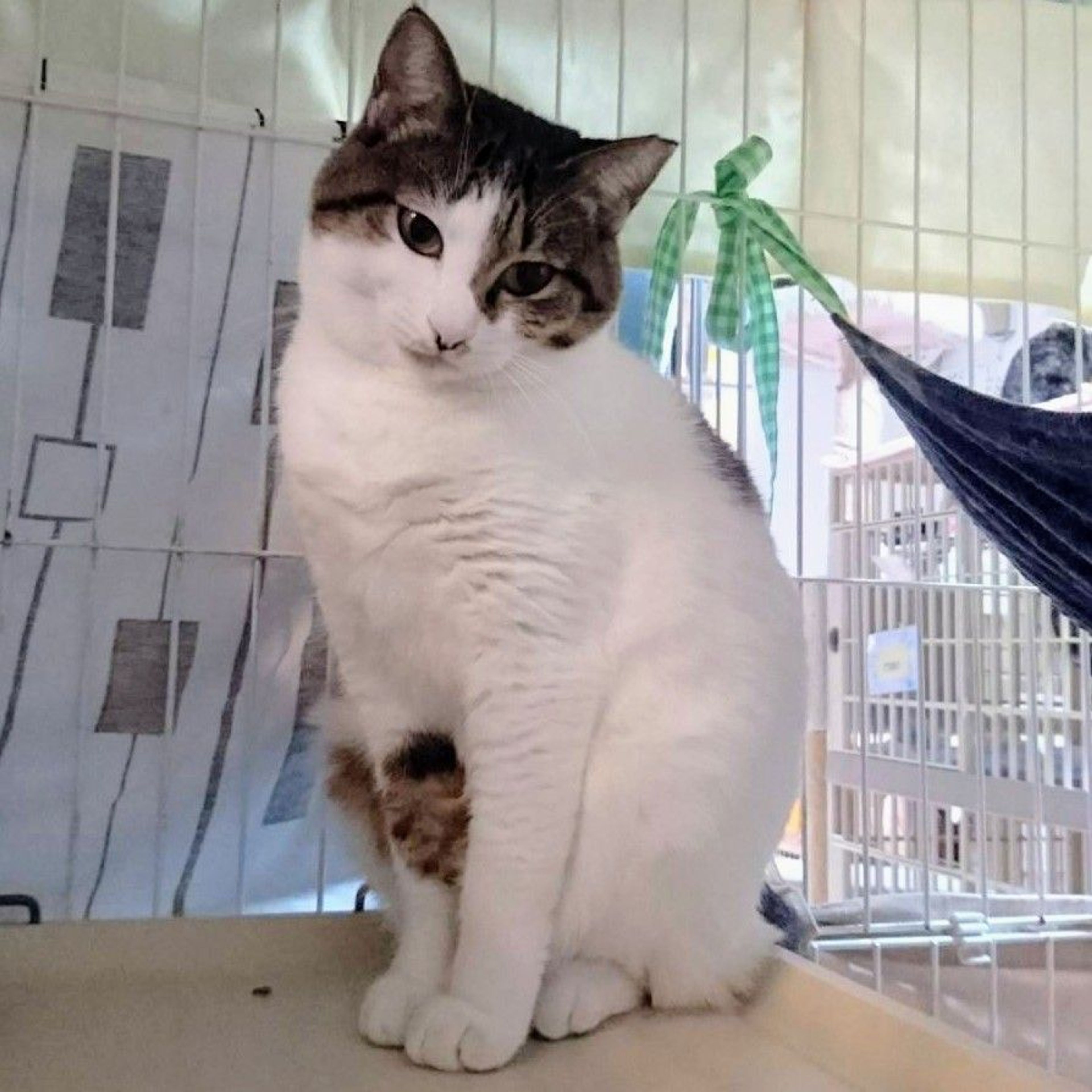 pet-image-2
