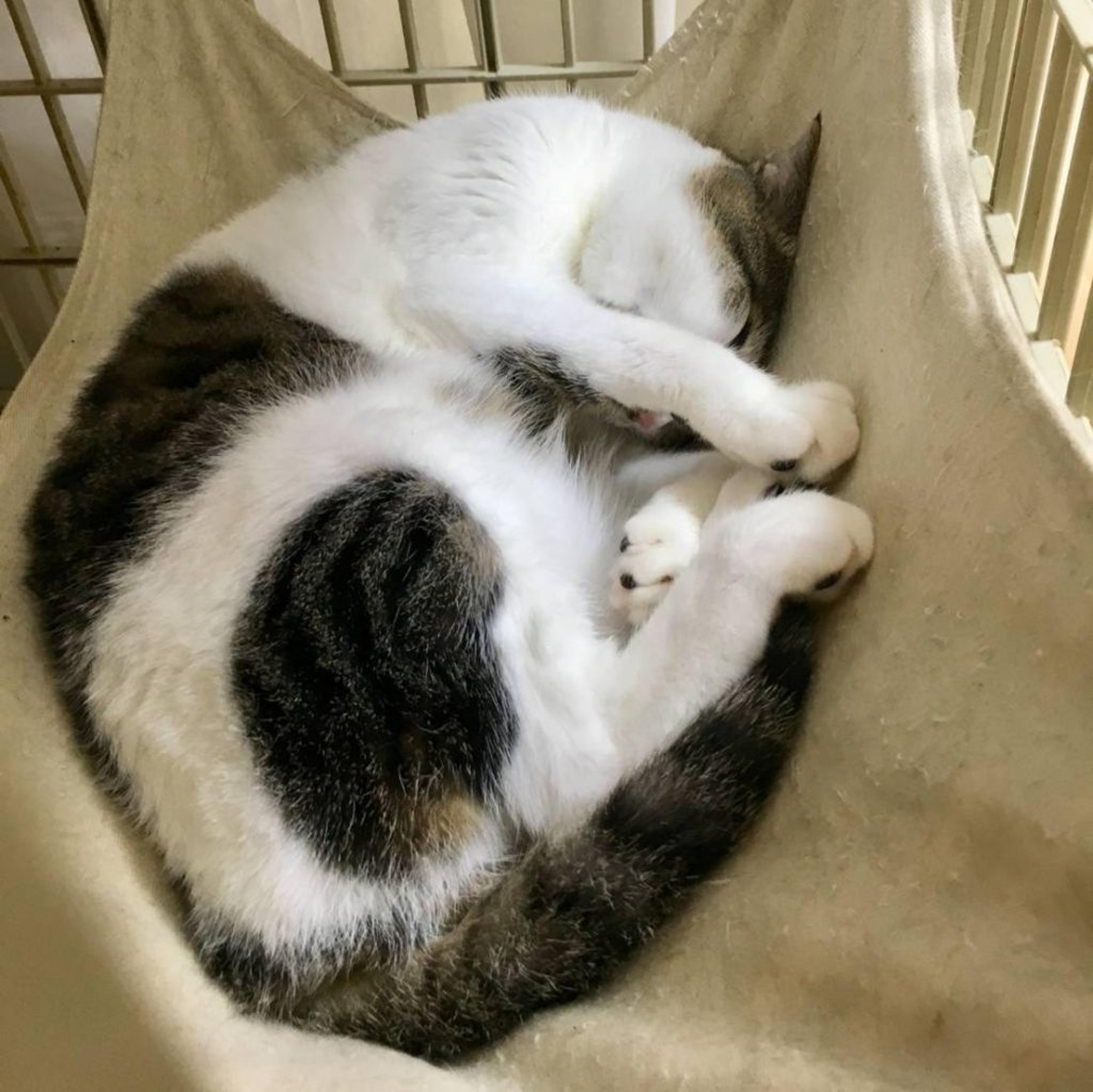 pet-image-3
