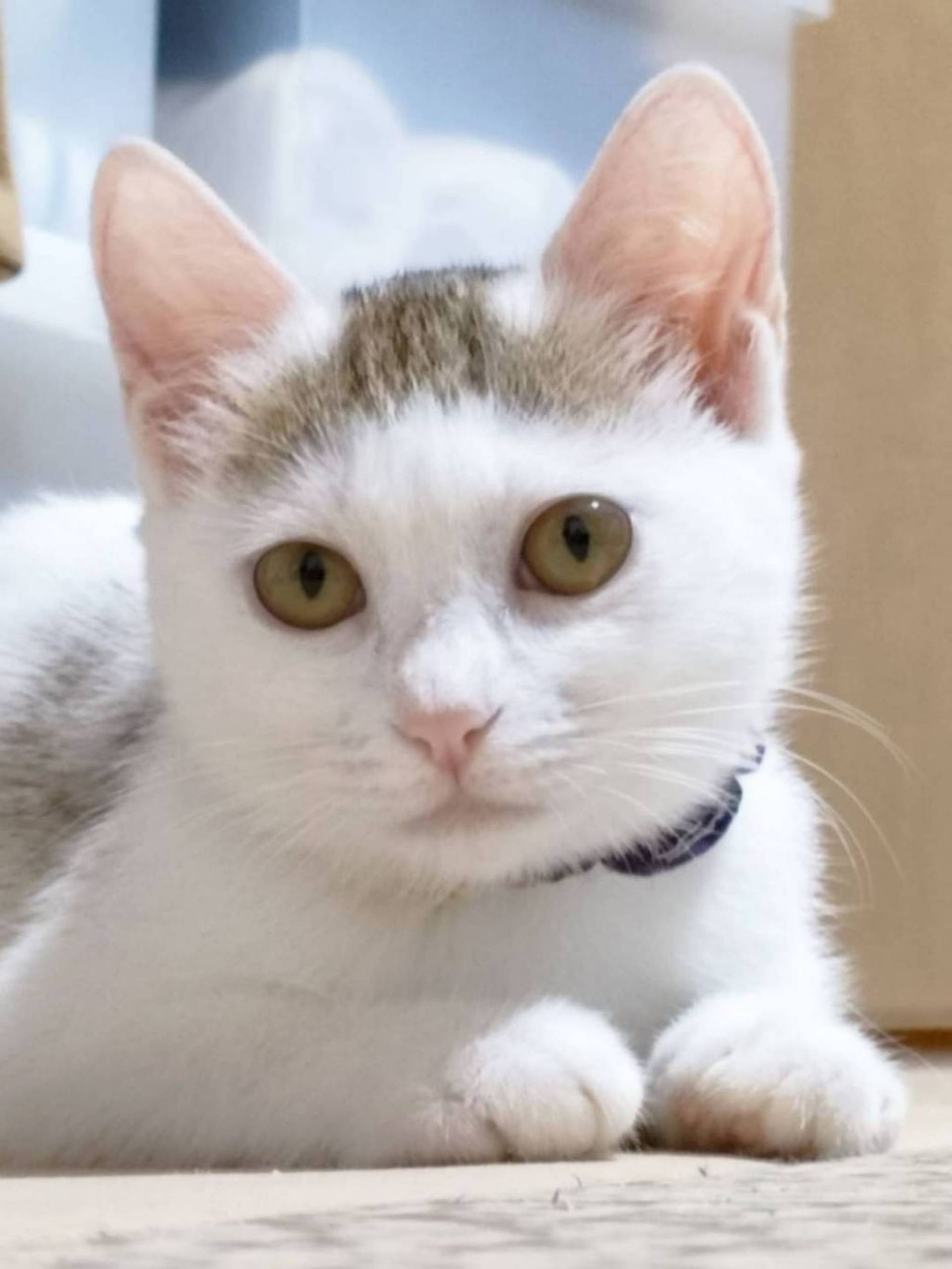雑種（ミックス猫）・メスの里親募集の写真