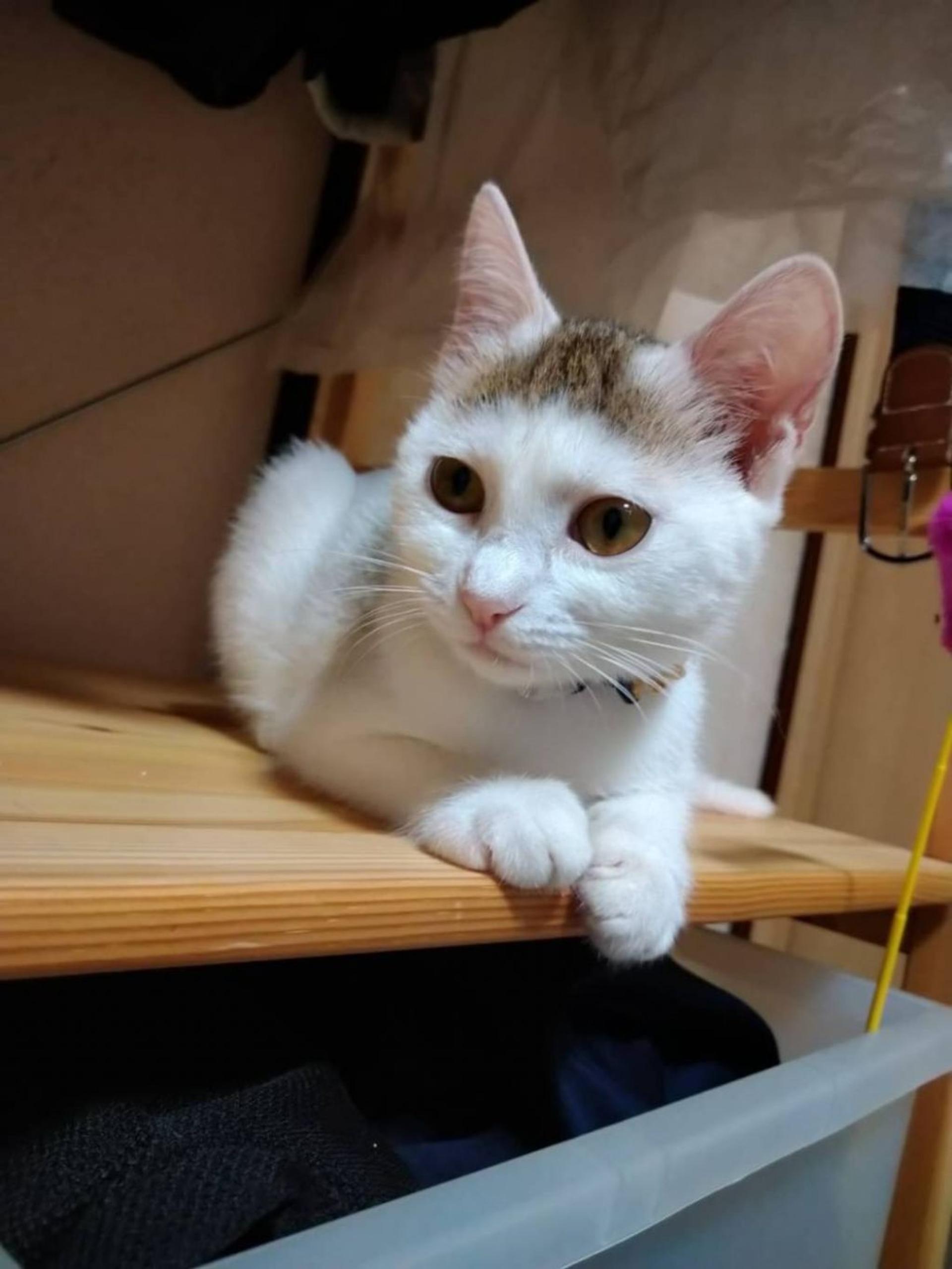 pet-image-2