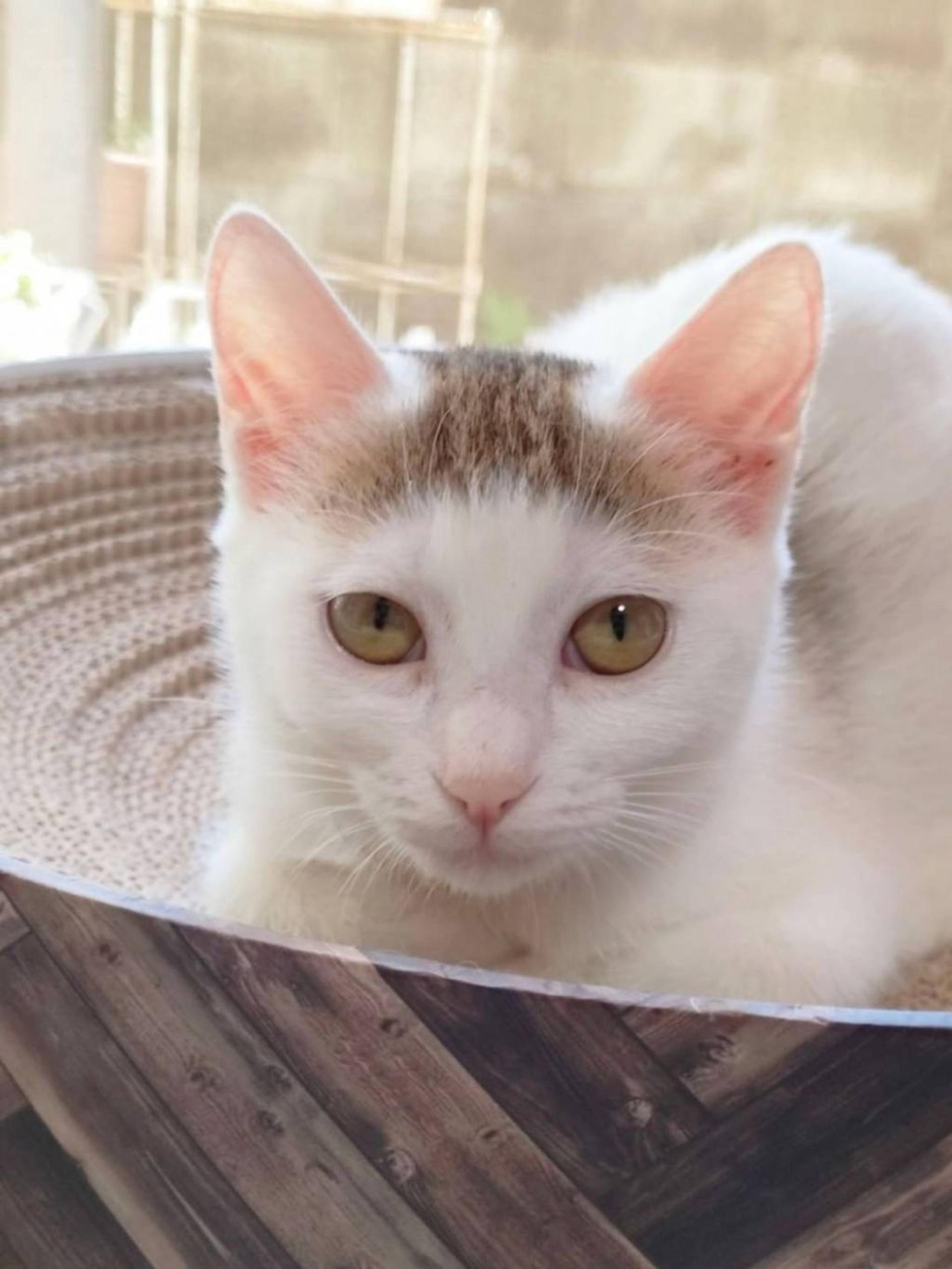 pet-image-3