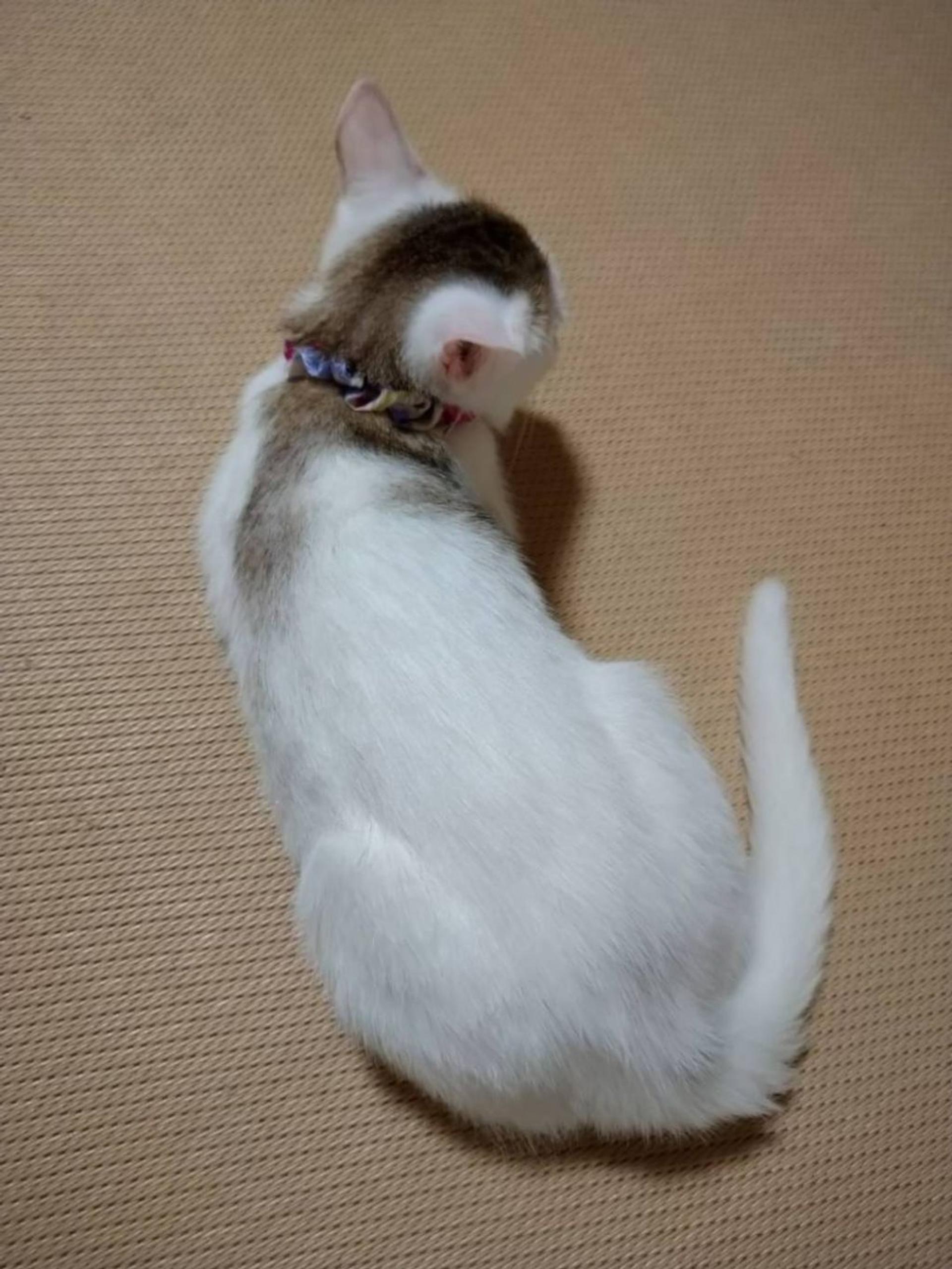 pet-image-4
