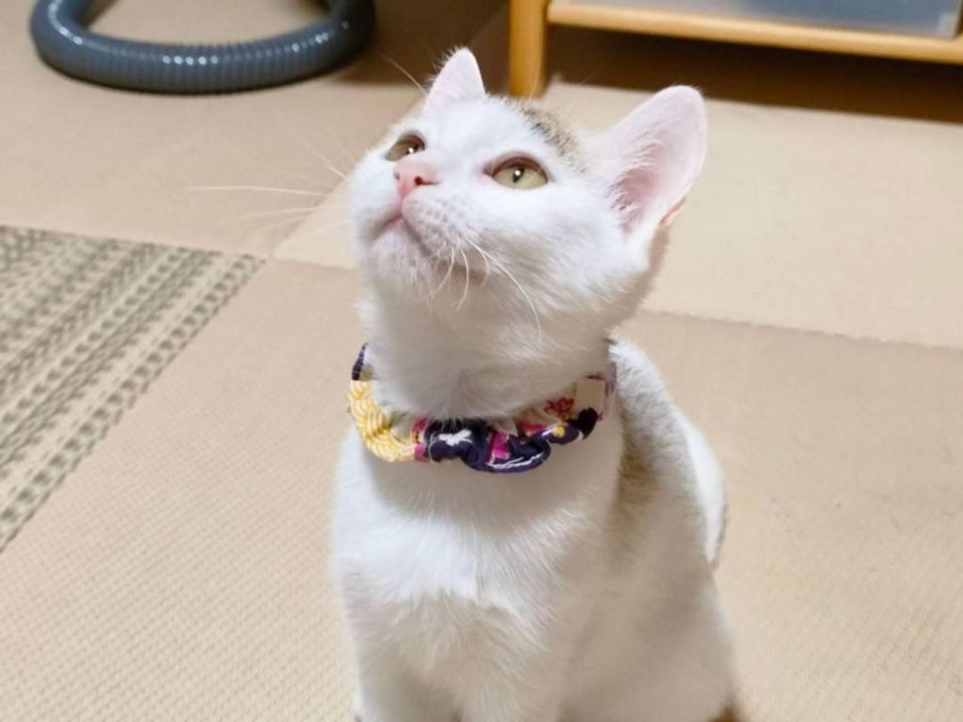 pet-image-5