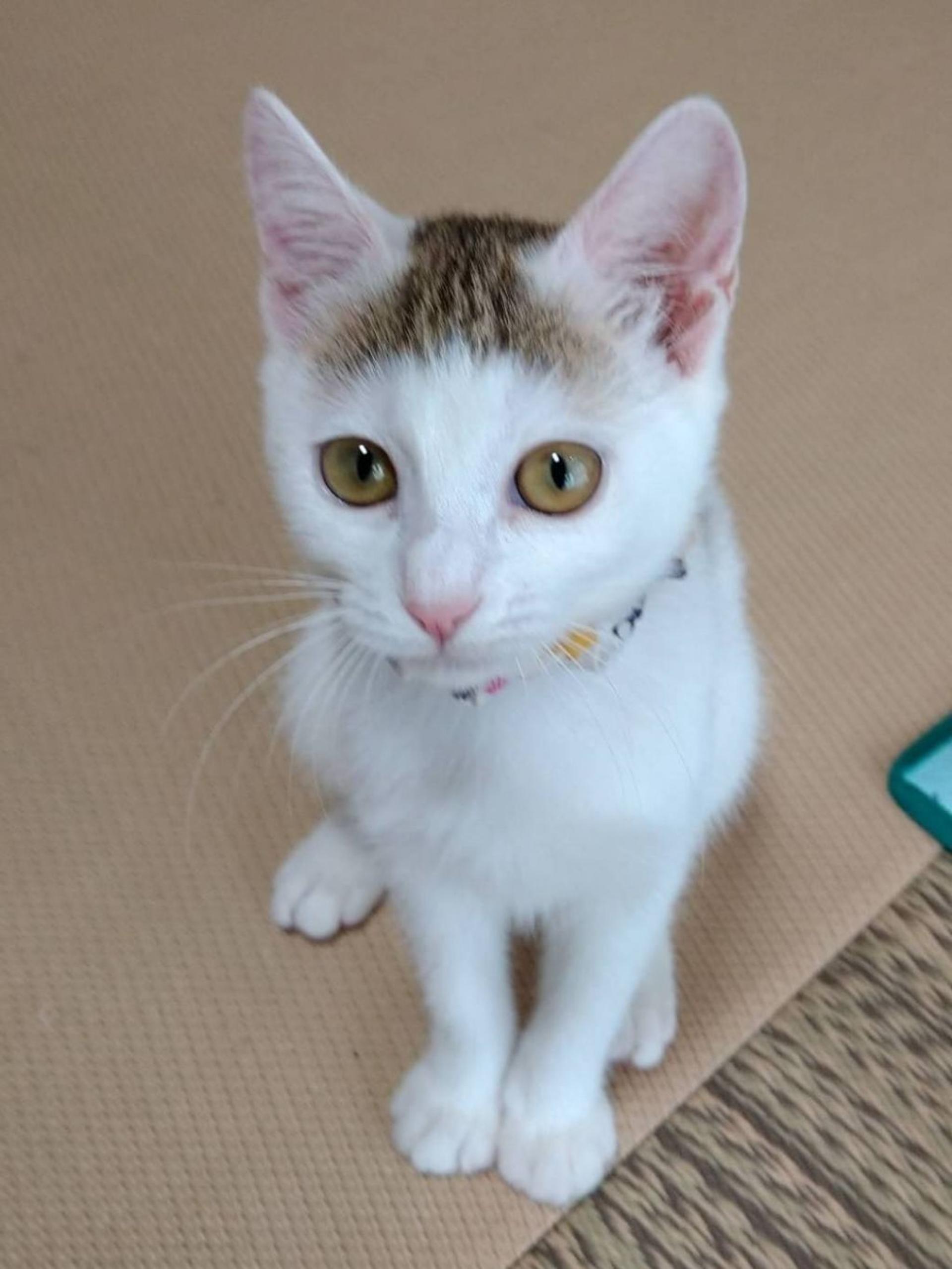 pet-image-8