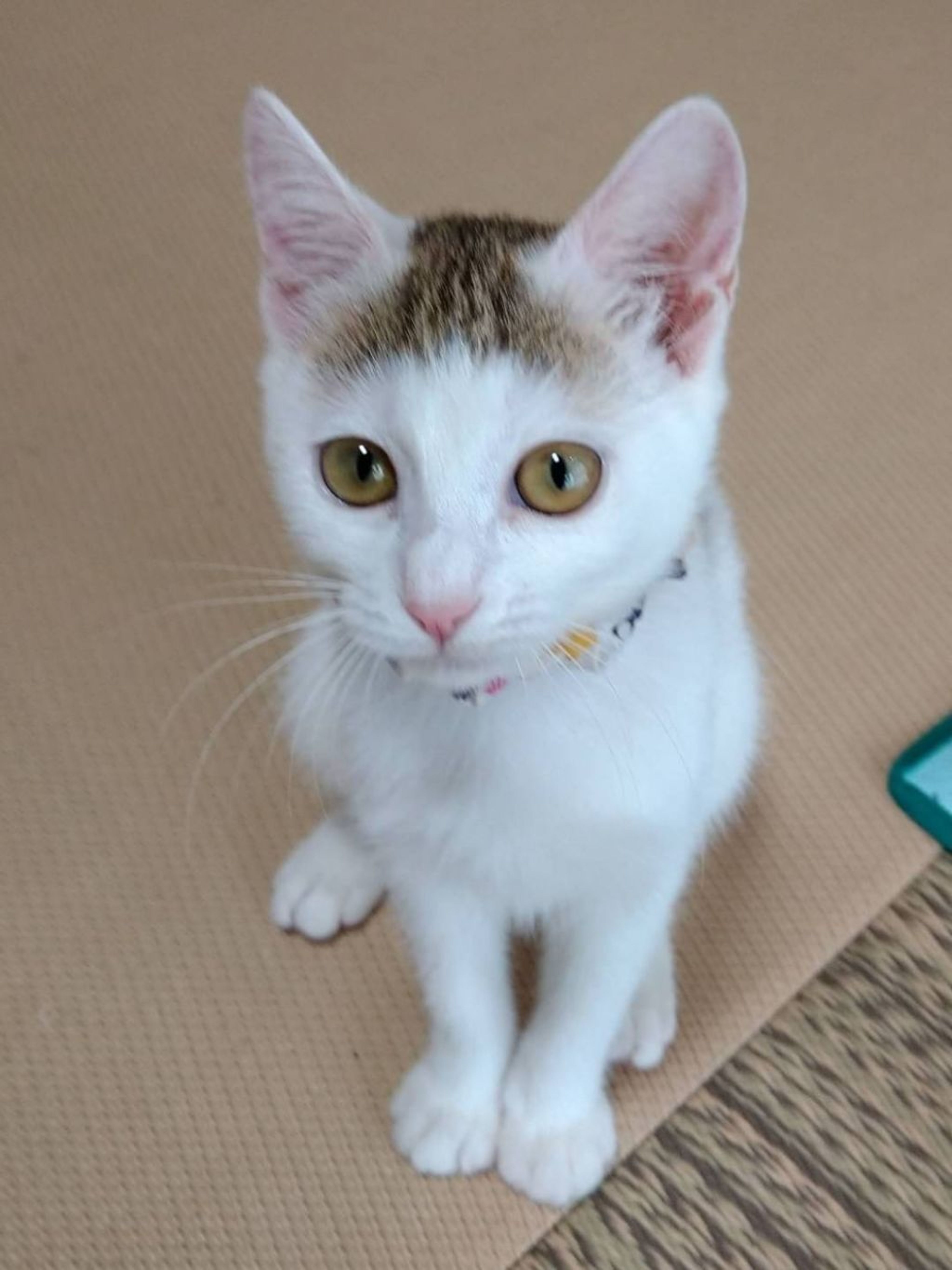 pet-image-8