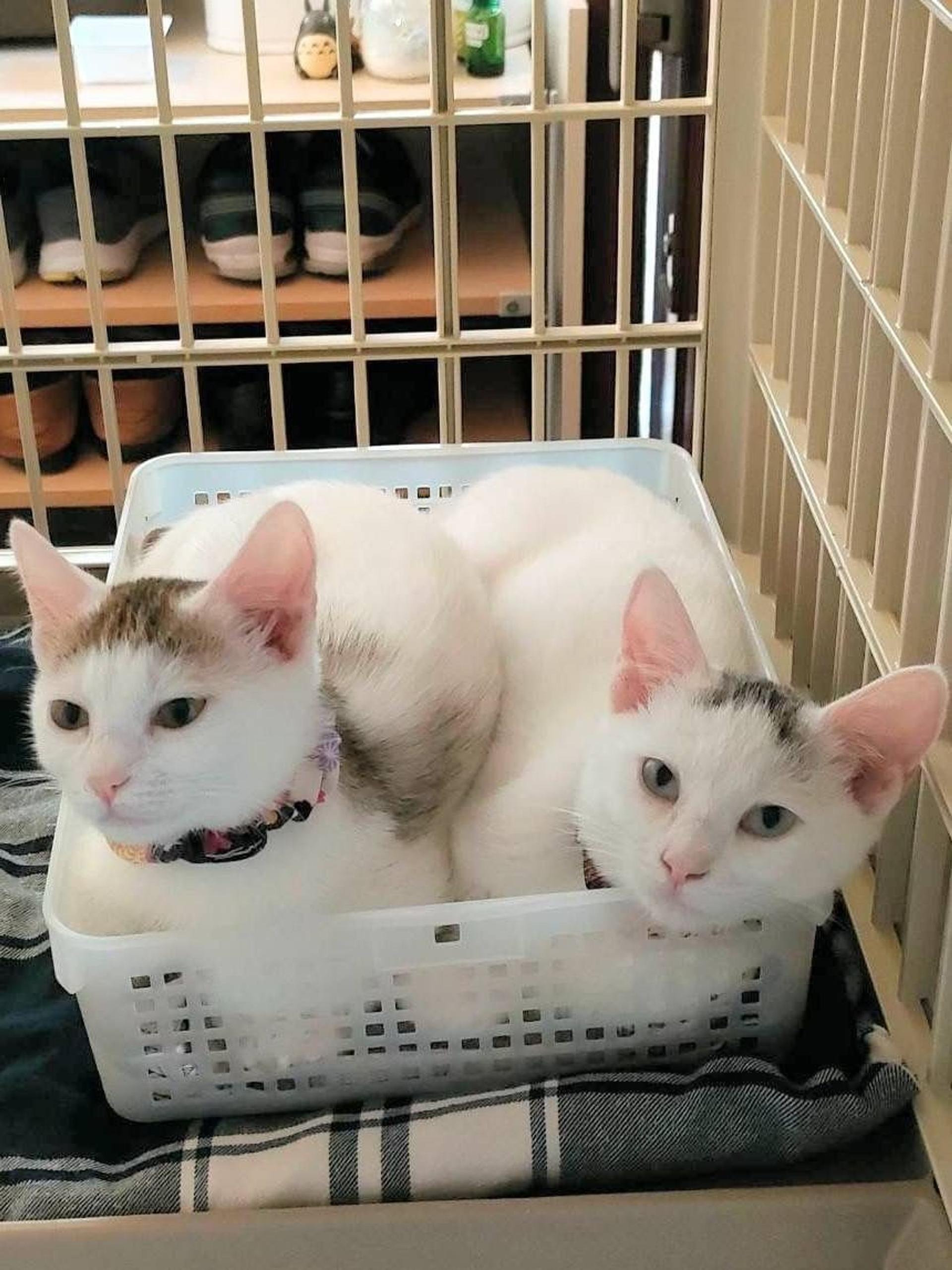 pet-image-9