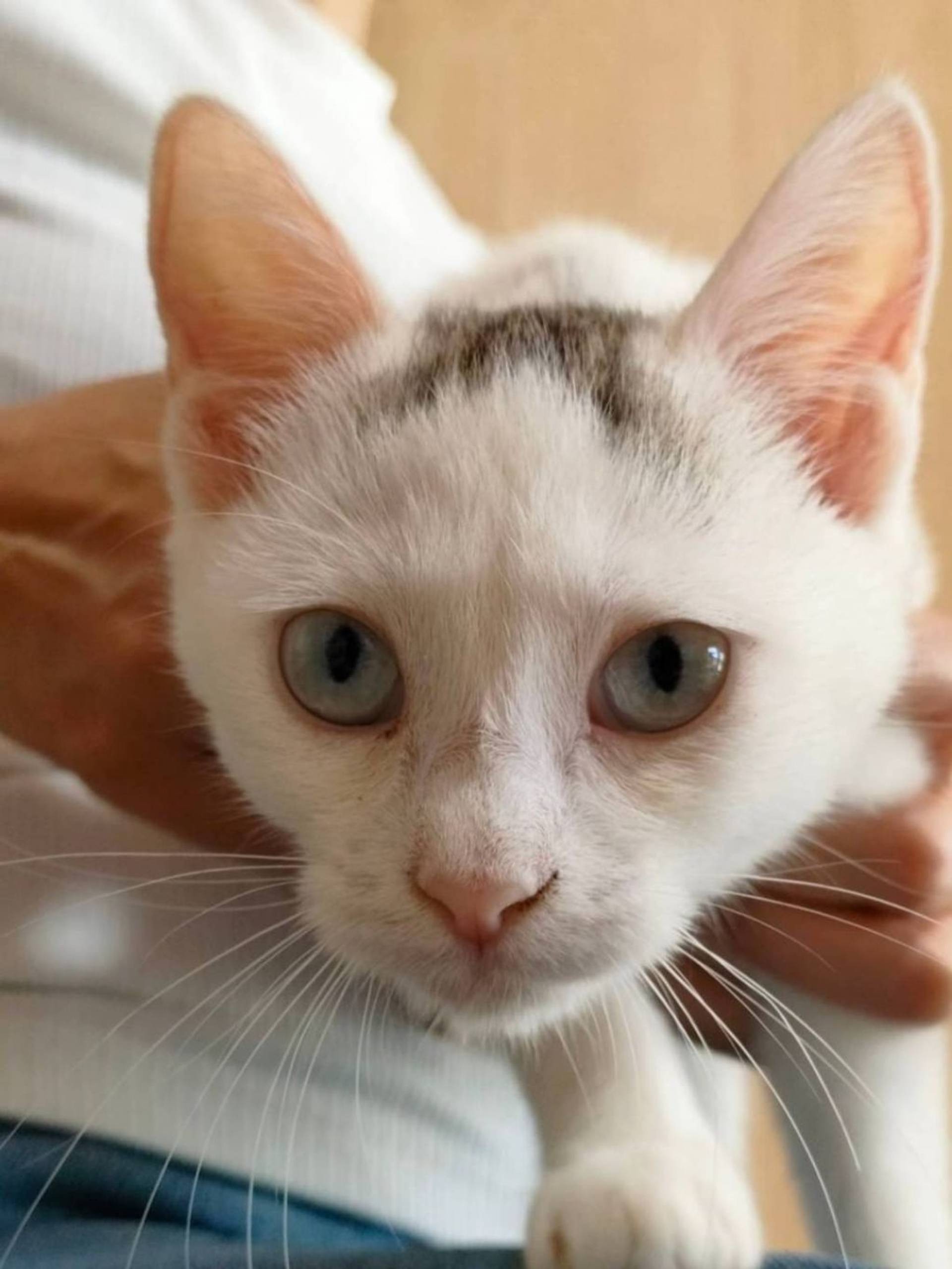 雑種（ミックス猫）・メスの里親募集の写真