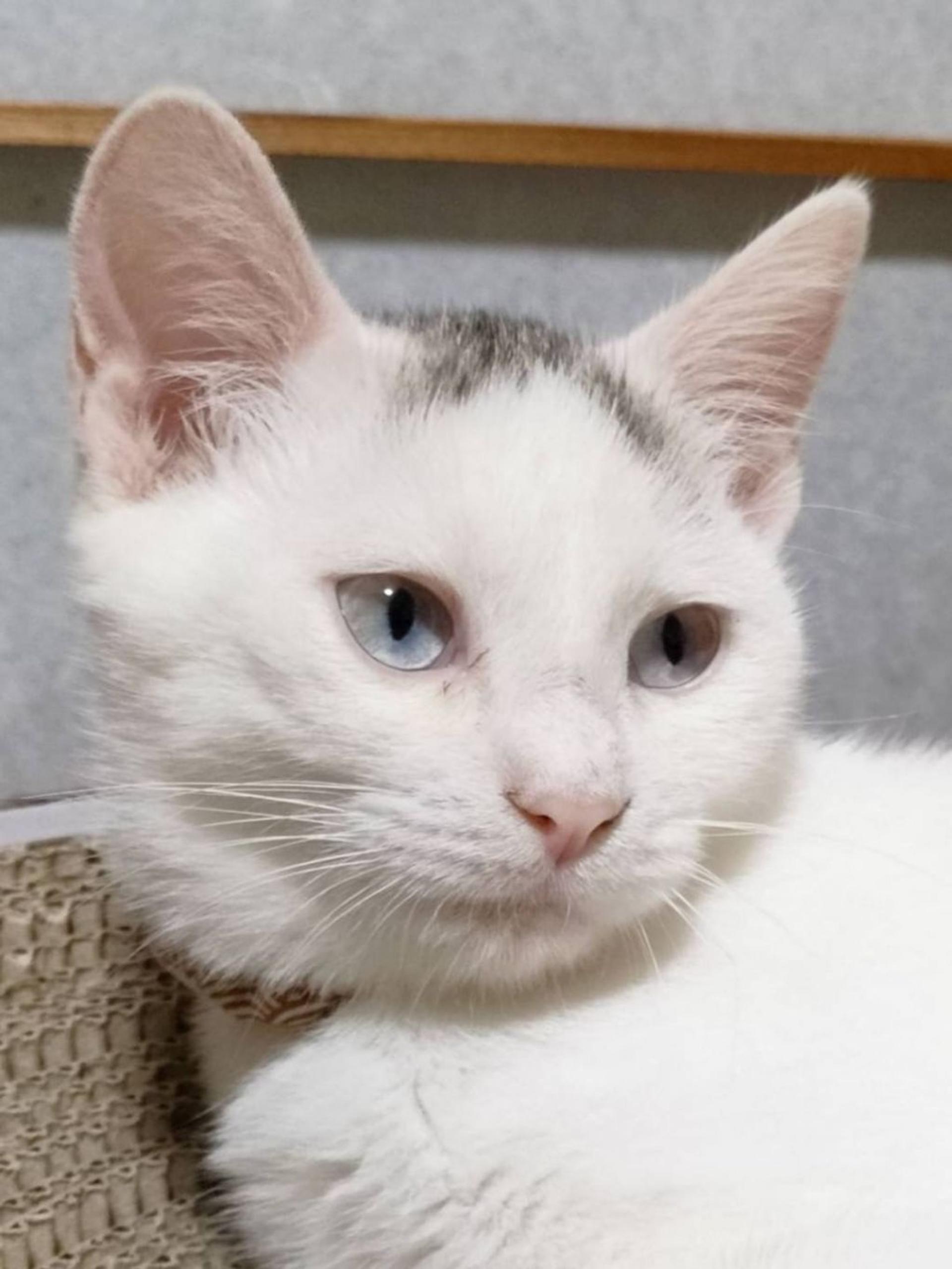 pet-image-2