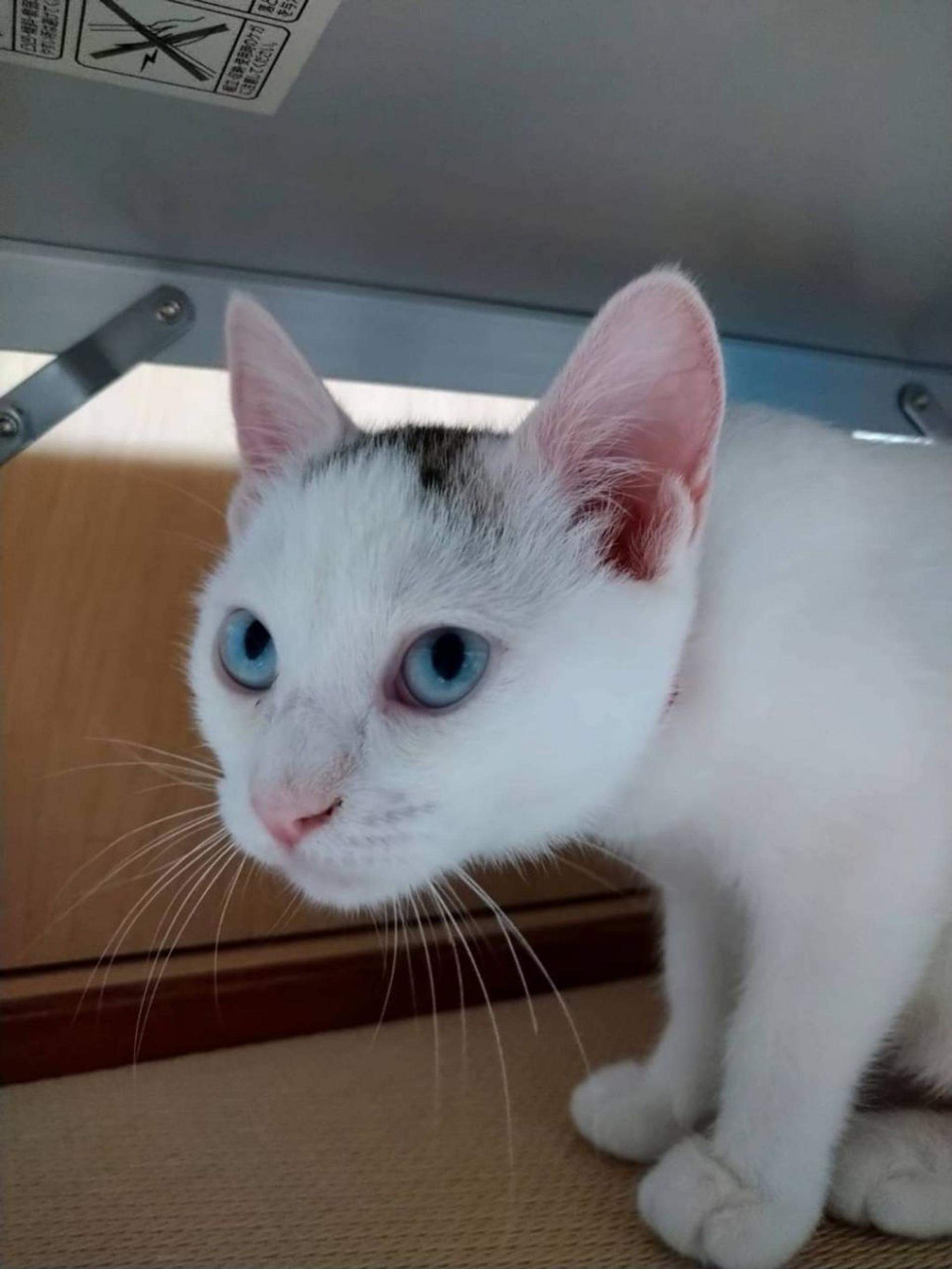 pet-image-4