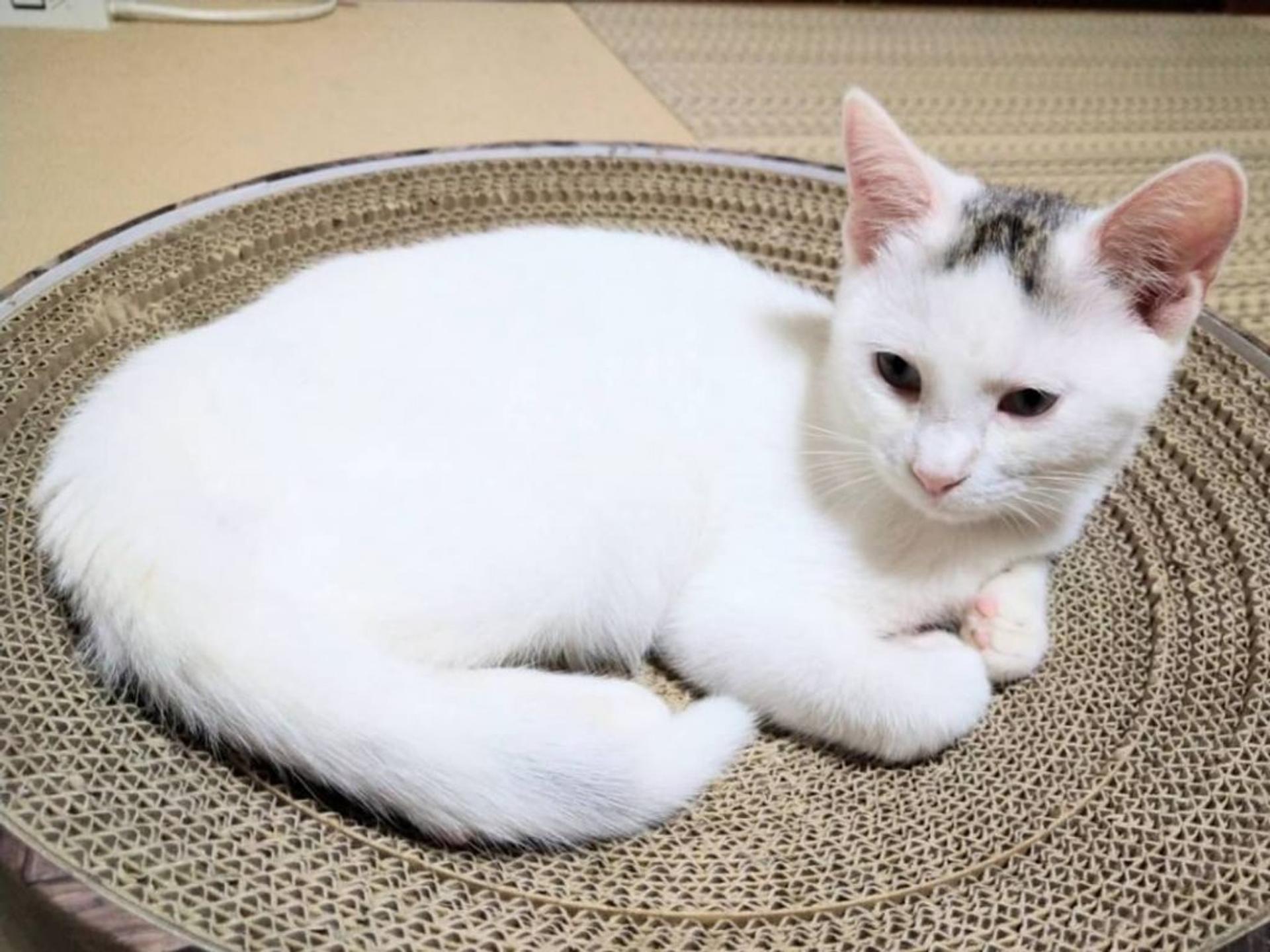 pet-image-5