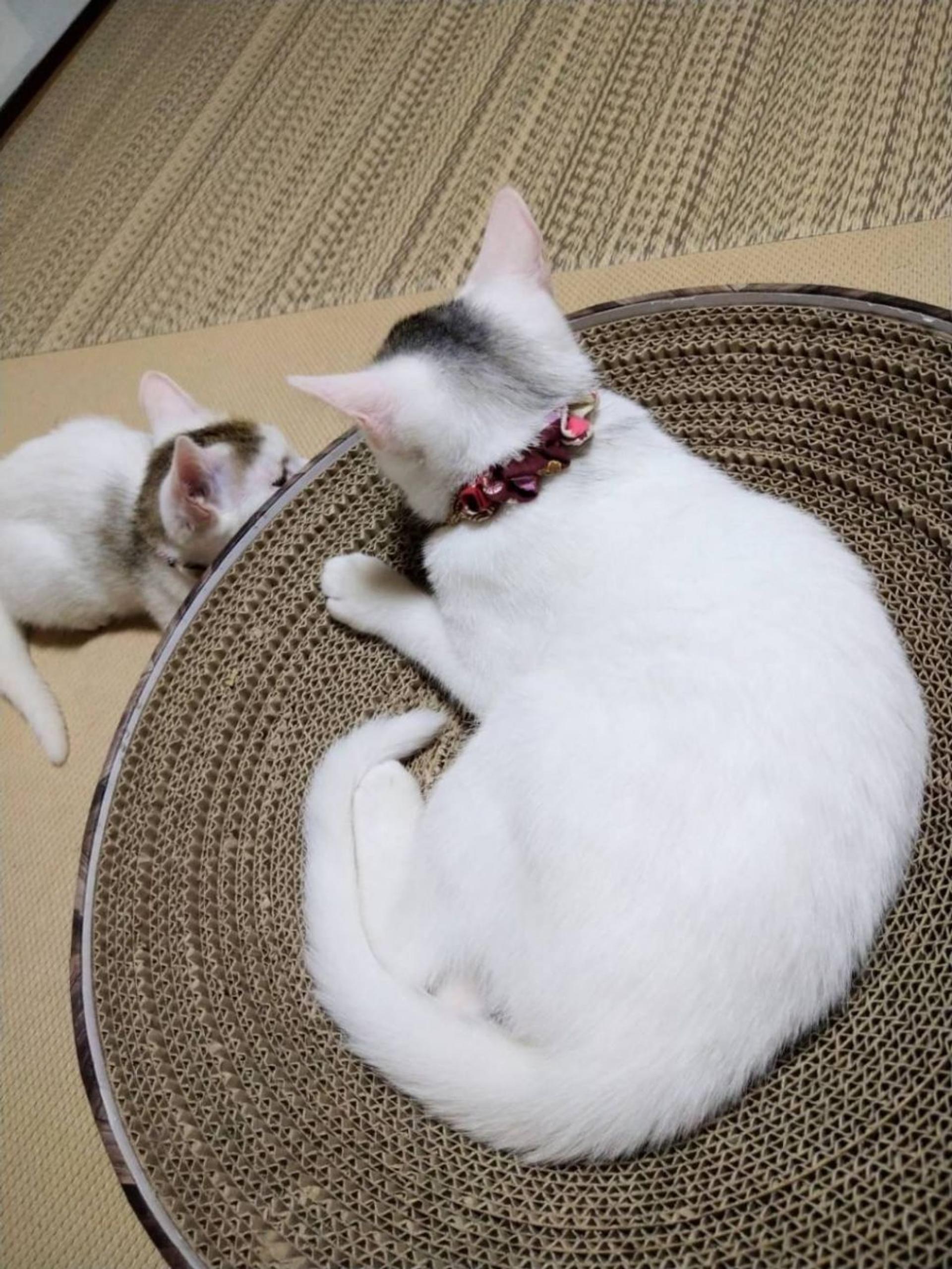 pet-image-6